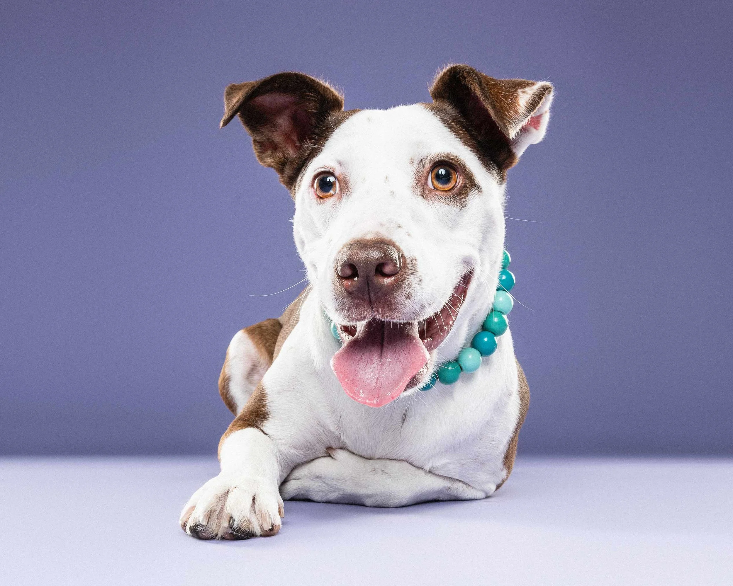 Cute puppy dog with heterochromatic eyes and multicolored beaded necklace on a pastel purple background.