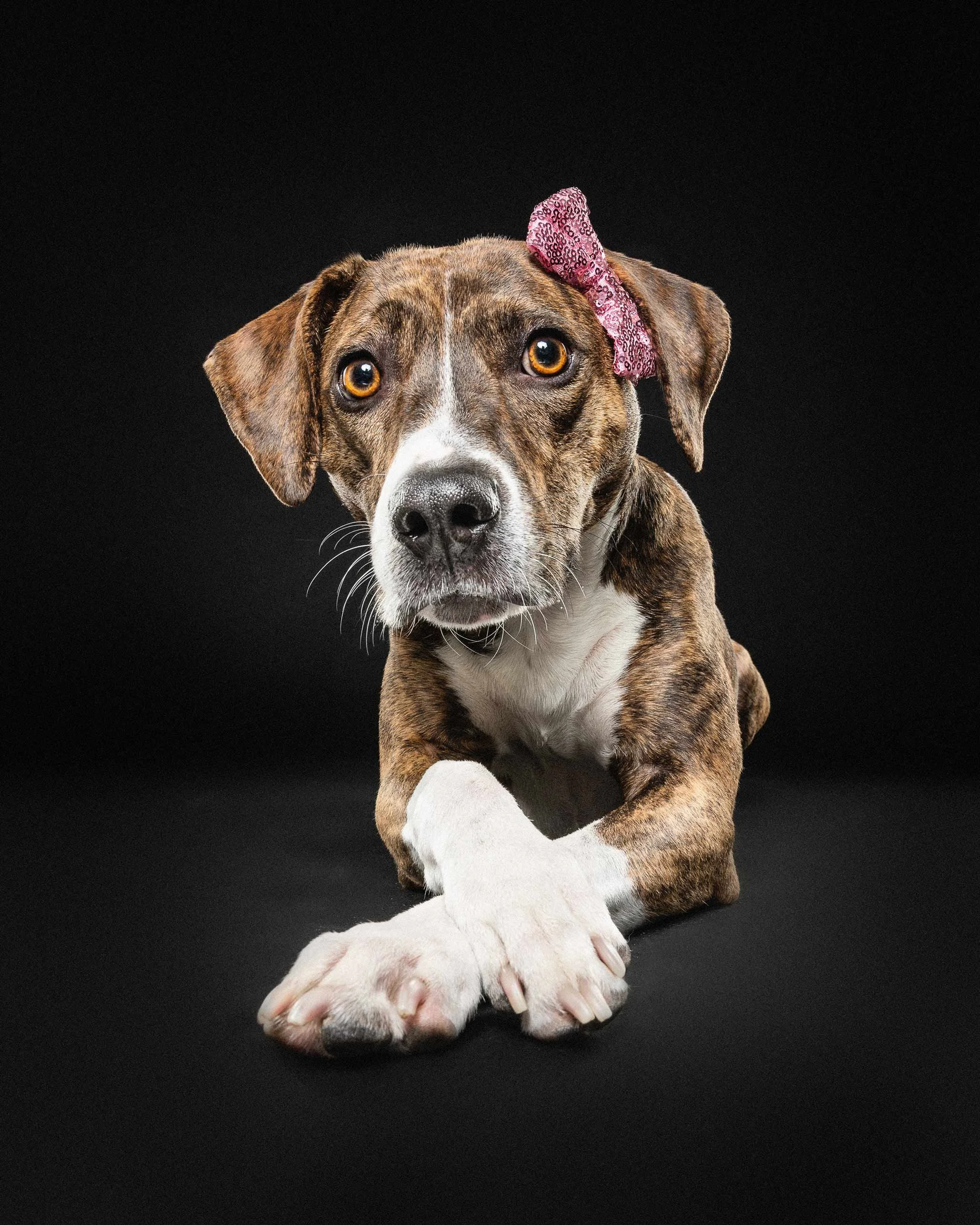 Close-up of a puppy with a pink glittery bow on its head, sitting against a black background.