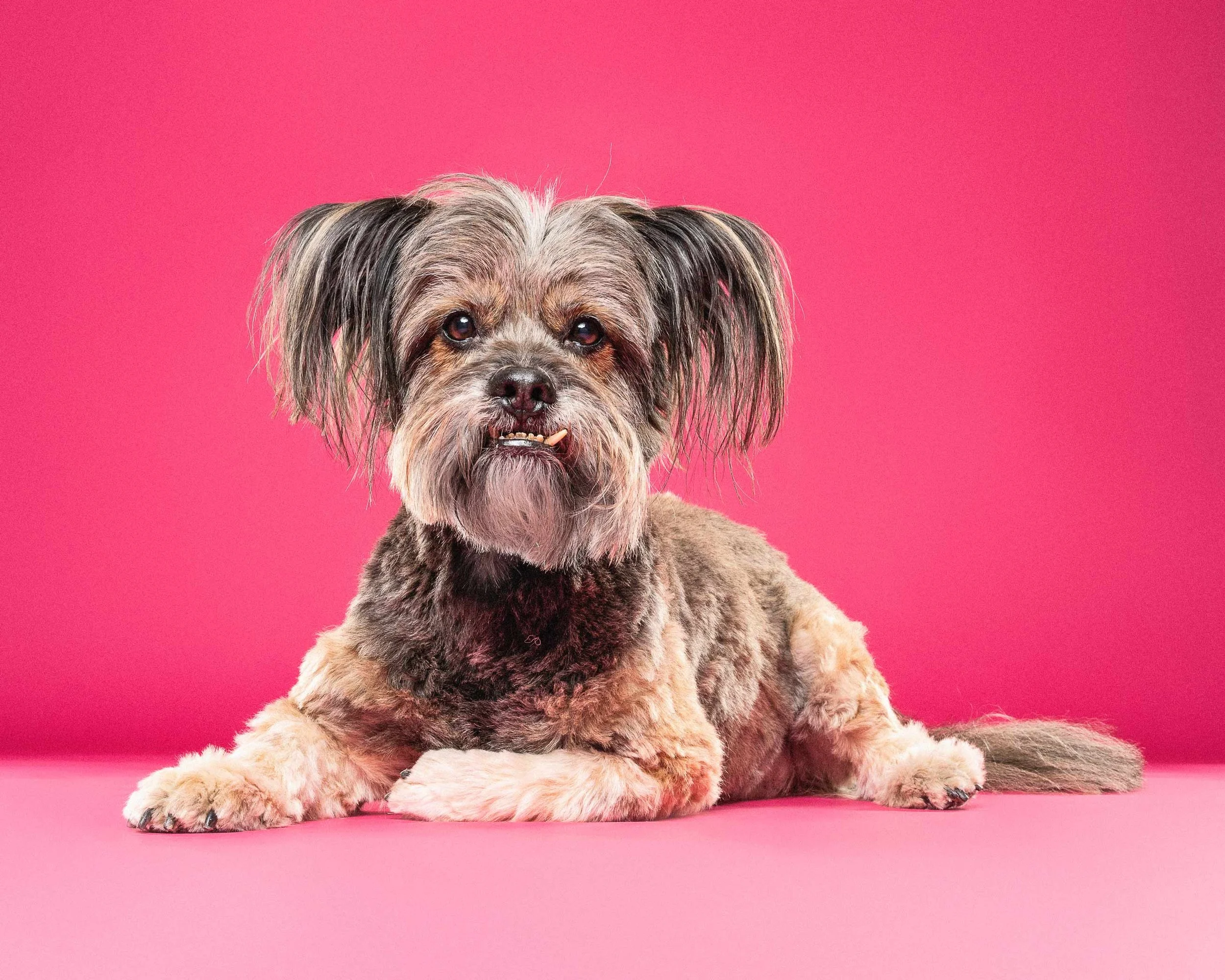 A cute dog with a scruffy coat lying down on a pink background.