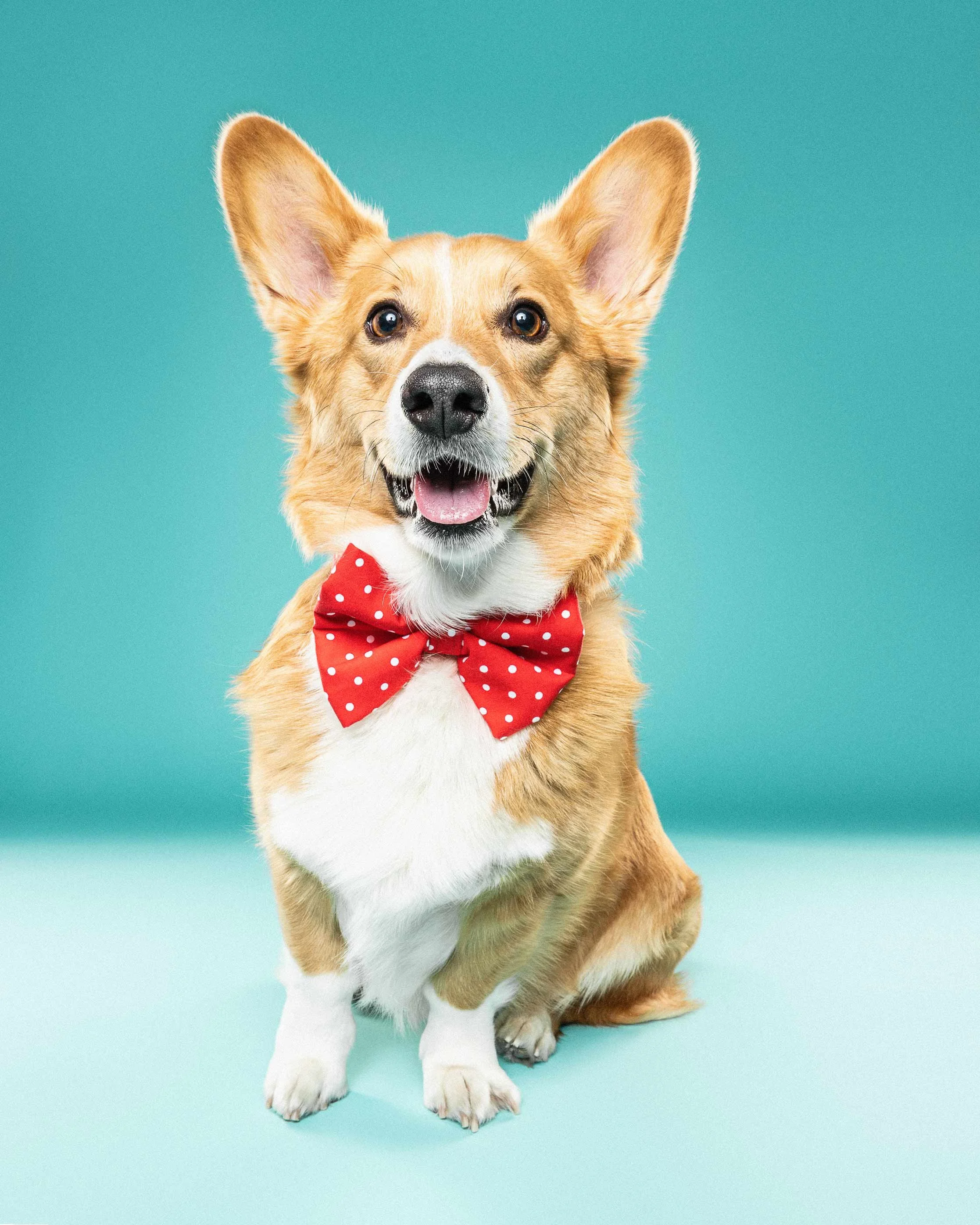 A cheerful dog with large ears, wearing a red polka dot bow tie, sitting against a blue background.