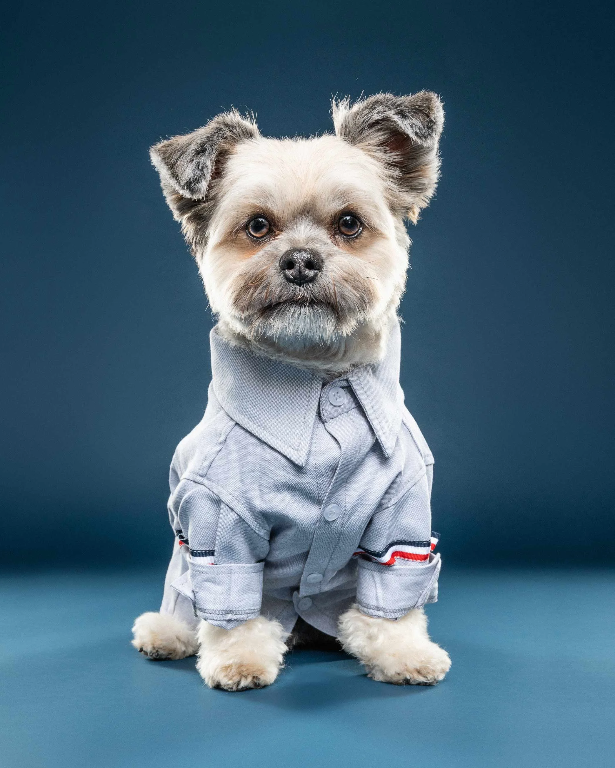 Cute small dog with fluffy white fur and gray patches, wearing a light gray sweater with striped sleeves, sitting on a blue background.