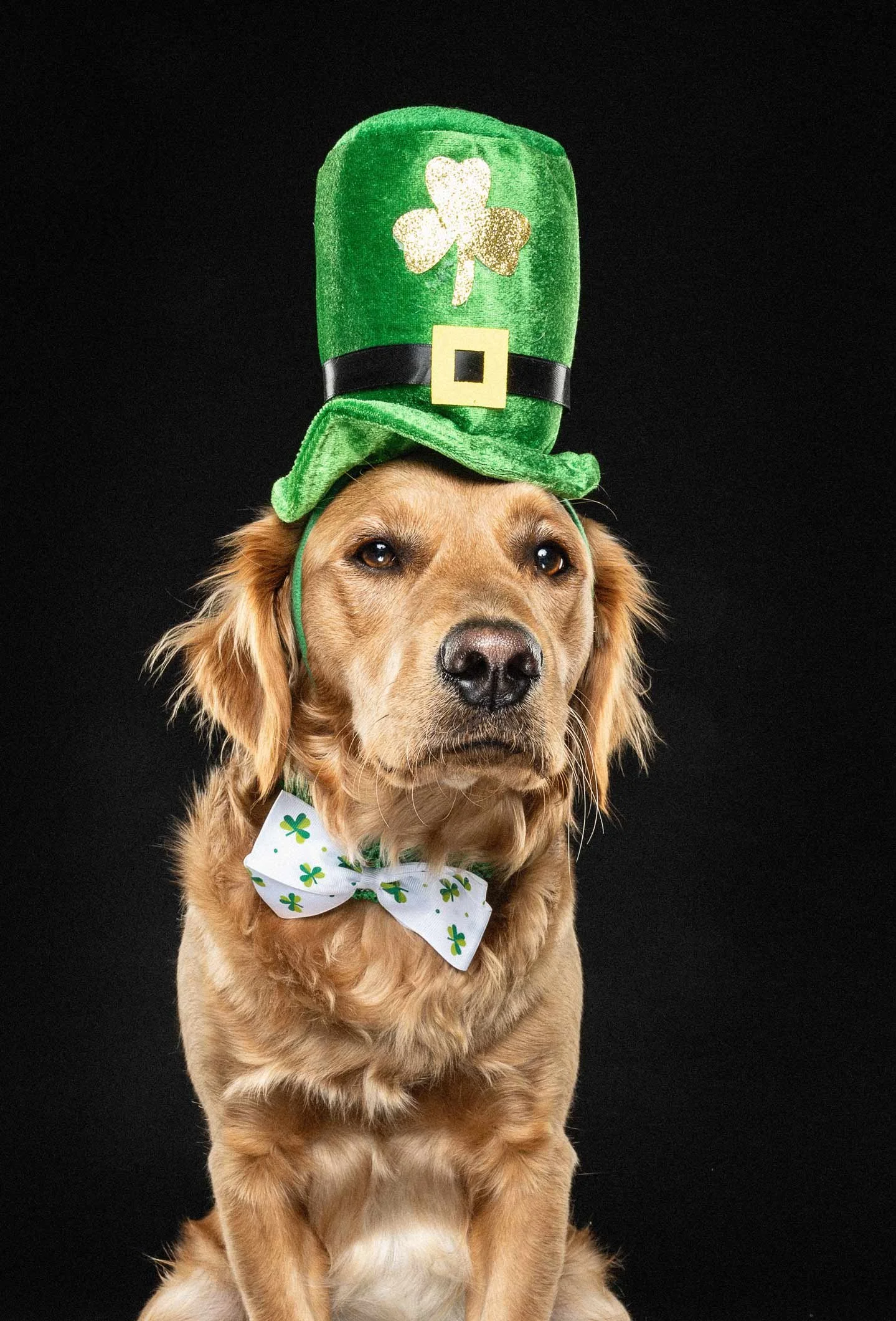 Golden retriever dog wearing a green leprechaun hat with a shamrock and a black band, a St. Patrick's Day themed bow tie with shamrocks, against a black background.