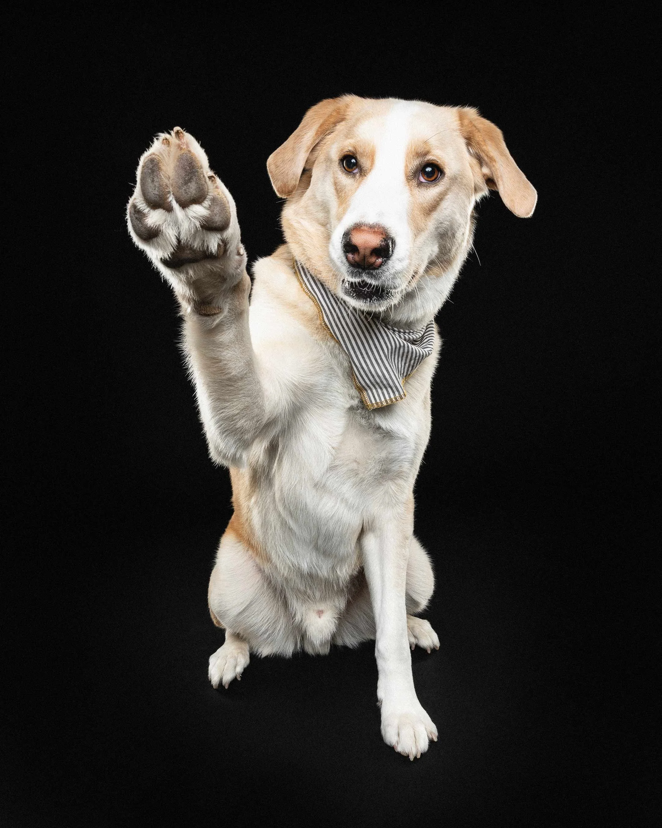 A dog with a beige and white coat, wearing a striped bandana, sitting against a black background, with one paw raised.