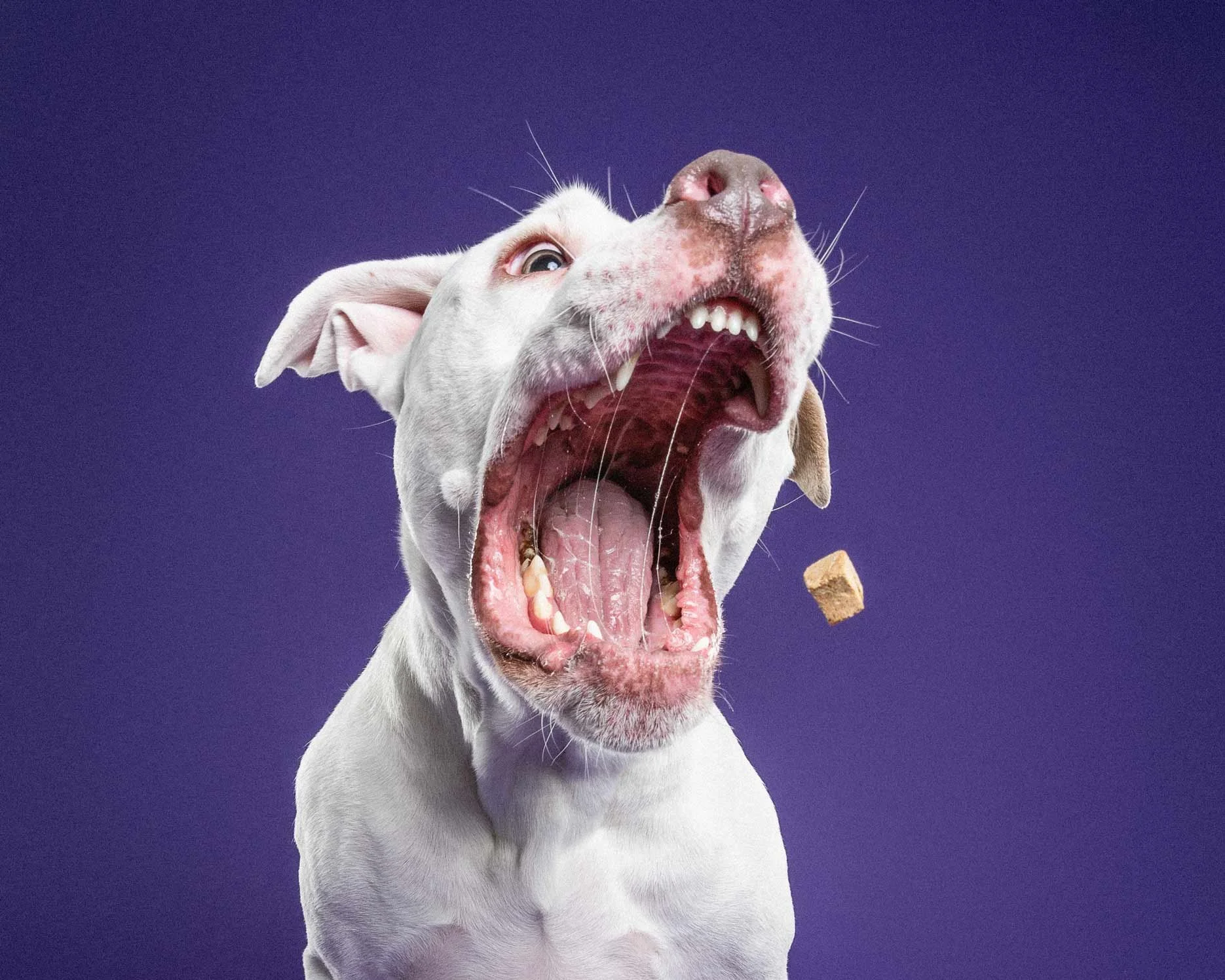 White dog with open mouth, showing teeth and tongue, against a purple background, with a dog treat in midair.