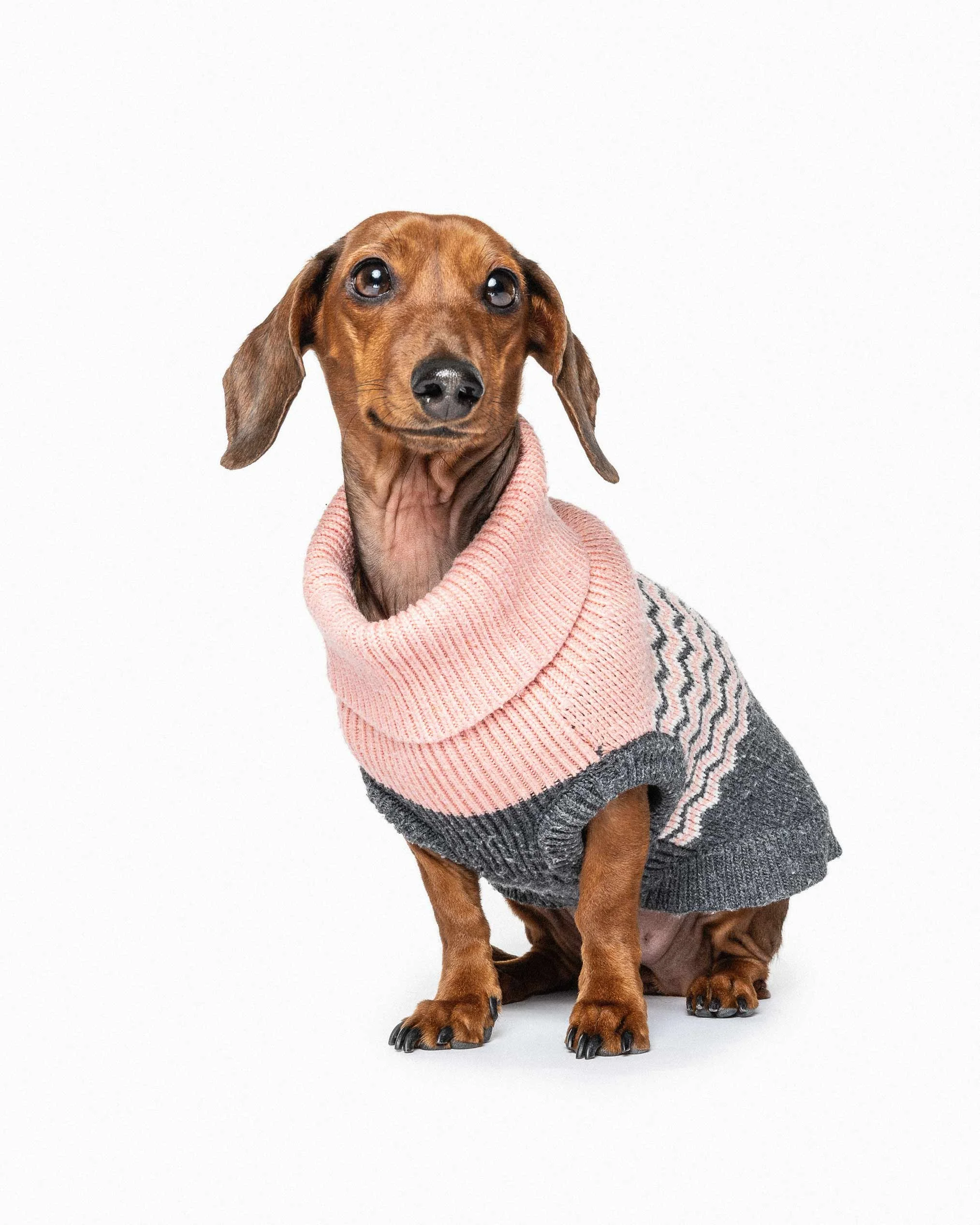 A dachshund dog wearing a pink sweater and gray patterned pants, sitting against a white background.