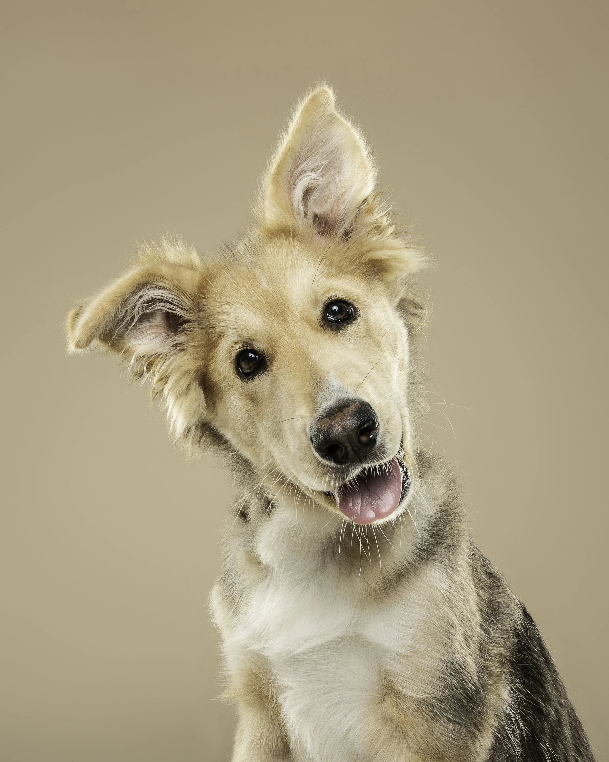 Close-up of a playful dog with one ear up and tongue out against a beige background.