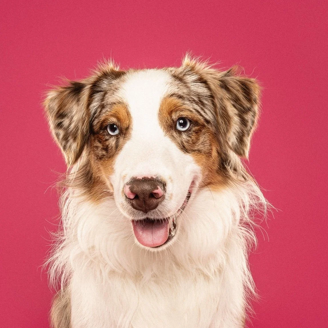 Close-up of an Australian Shepherd dog with blue eyes and a pink background.