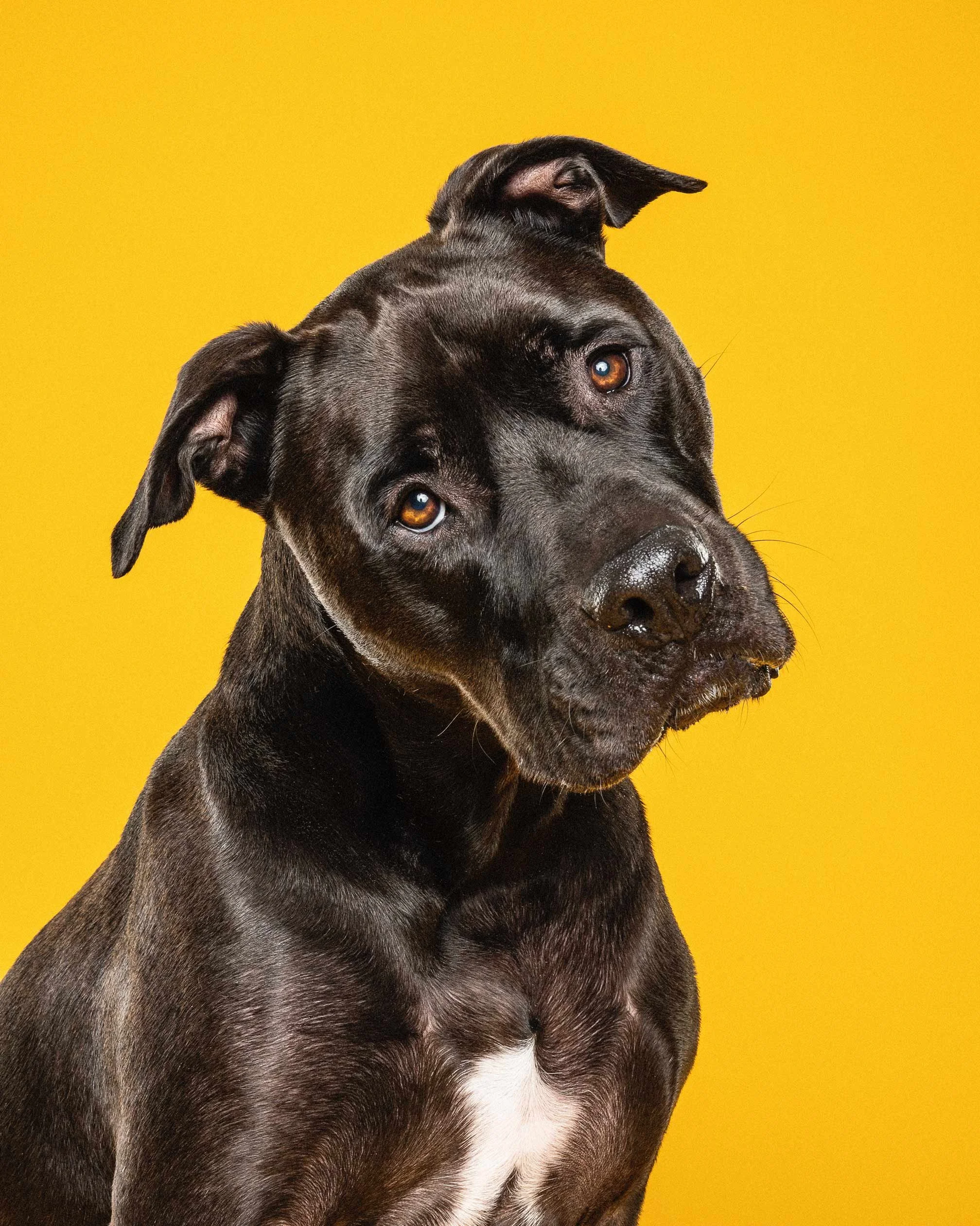 Close-up of a black dog with brown eyes against a yellow background.