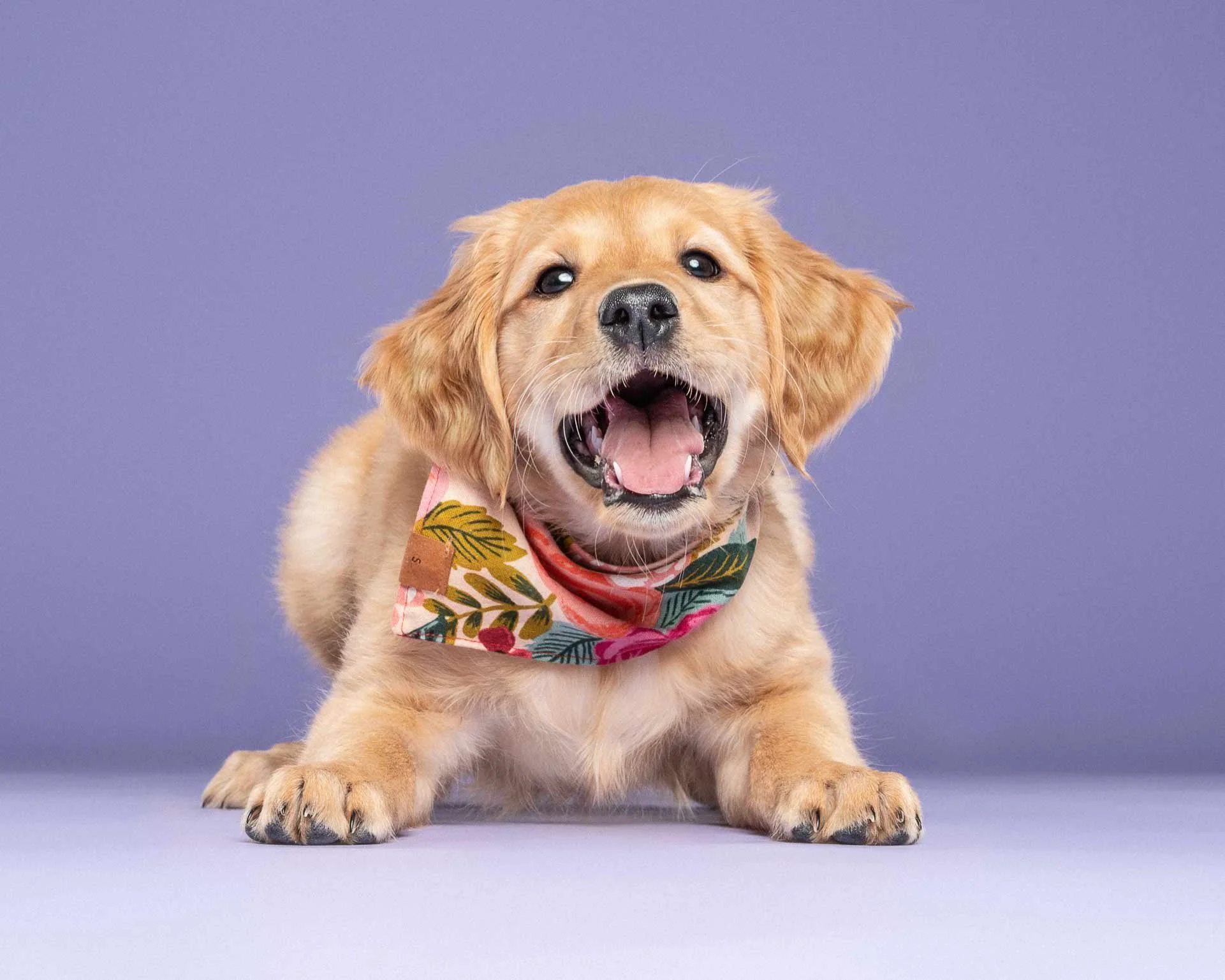 A happy puppy with golden fur and floppy ears wearing a colorful bandana, sitting on a purple background.