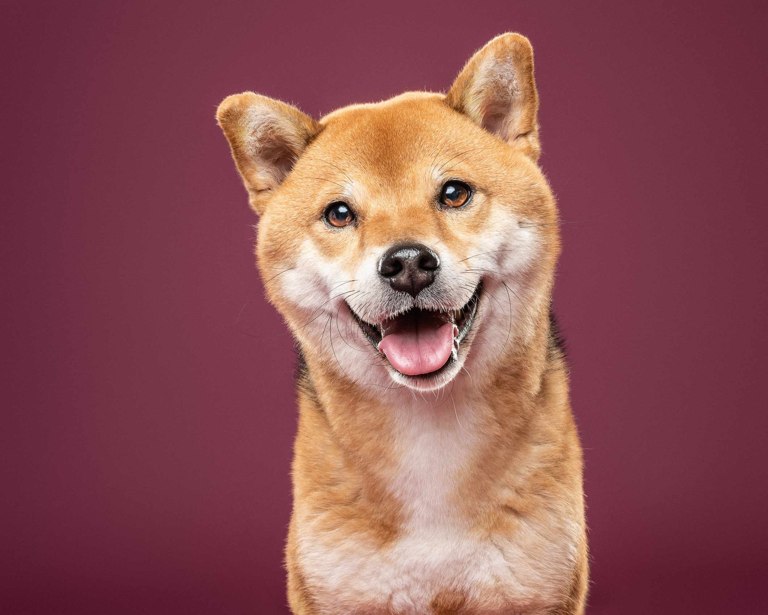 A close-up of a happy Shiba Inu dog with tan fur, white chest, and a big smile showing its tongue against a solid maroon background.