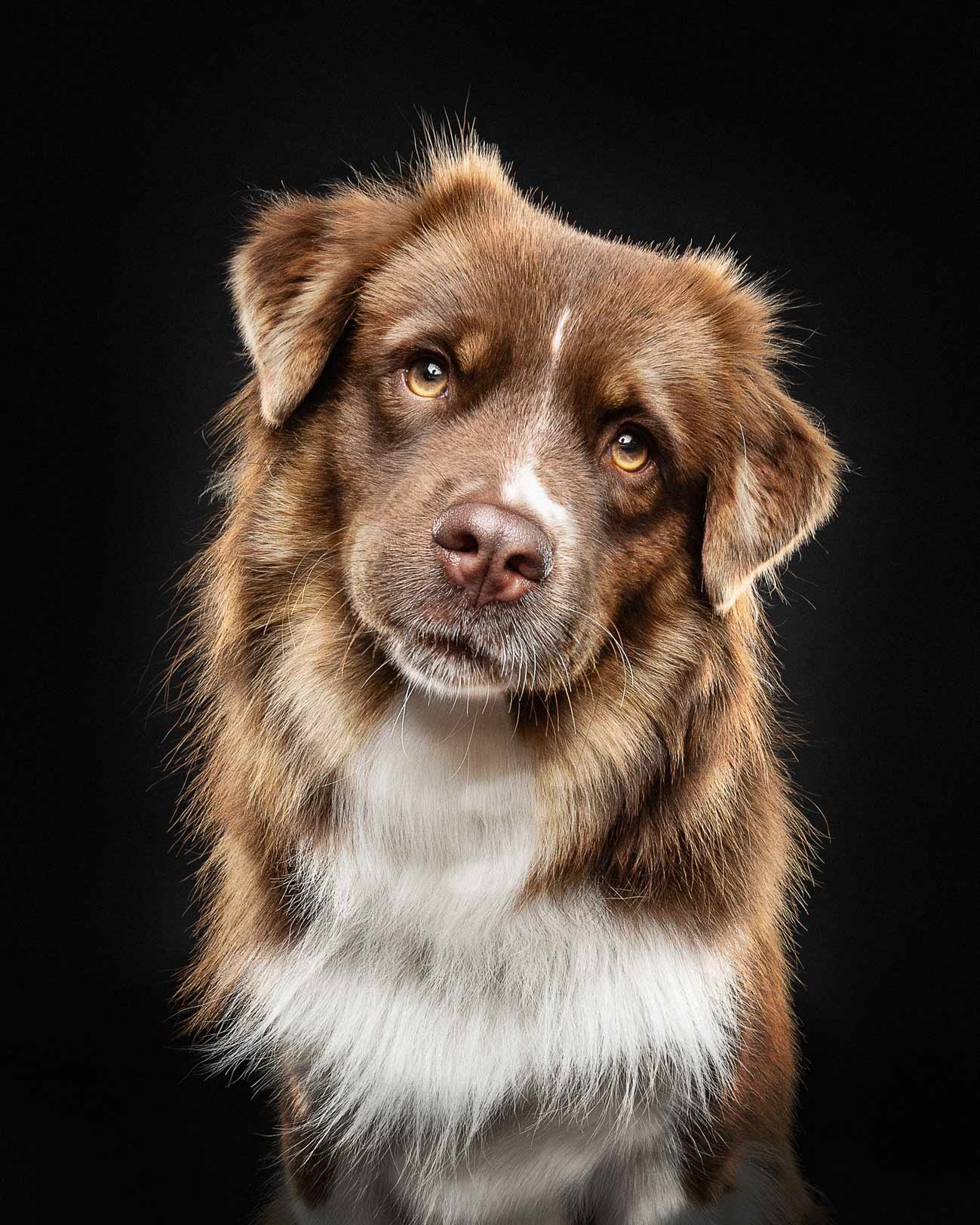 A brown and white Australian Shepherd dog with amber eyes against a black background.