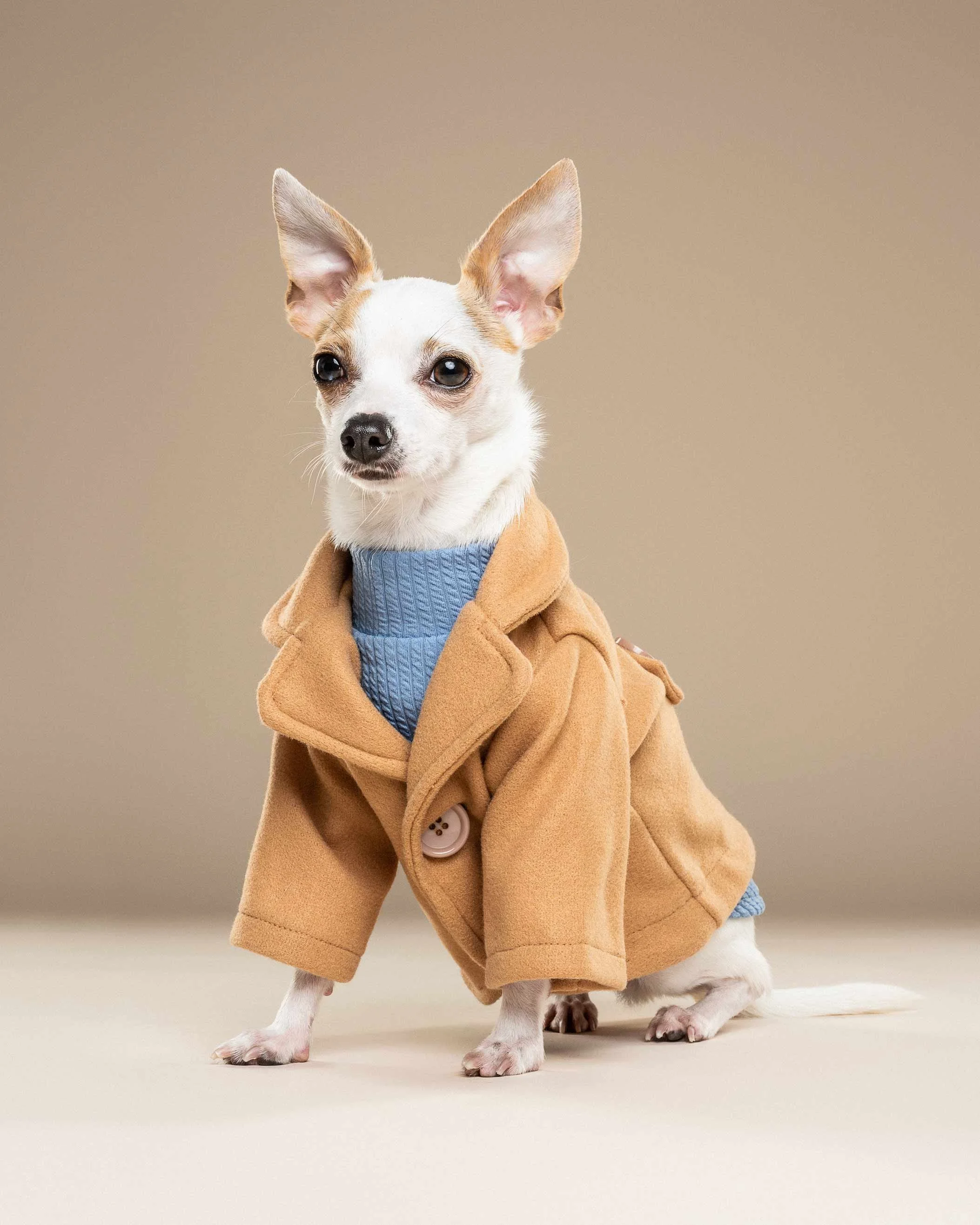 A small dog, possibly a Chihuahua, dressed in a tan coat and blue sweater, standing on a light-colored background.