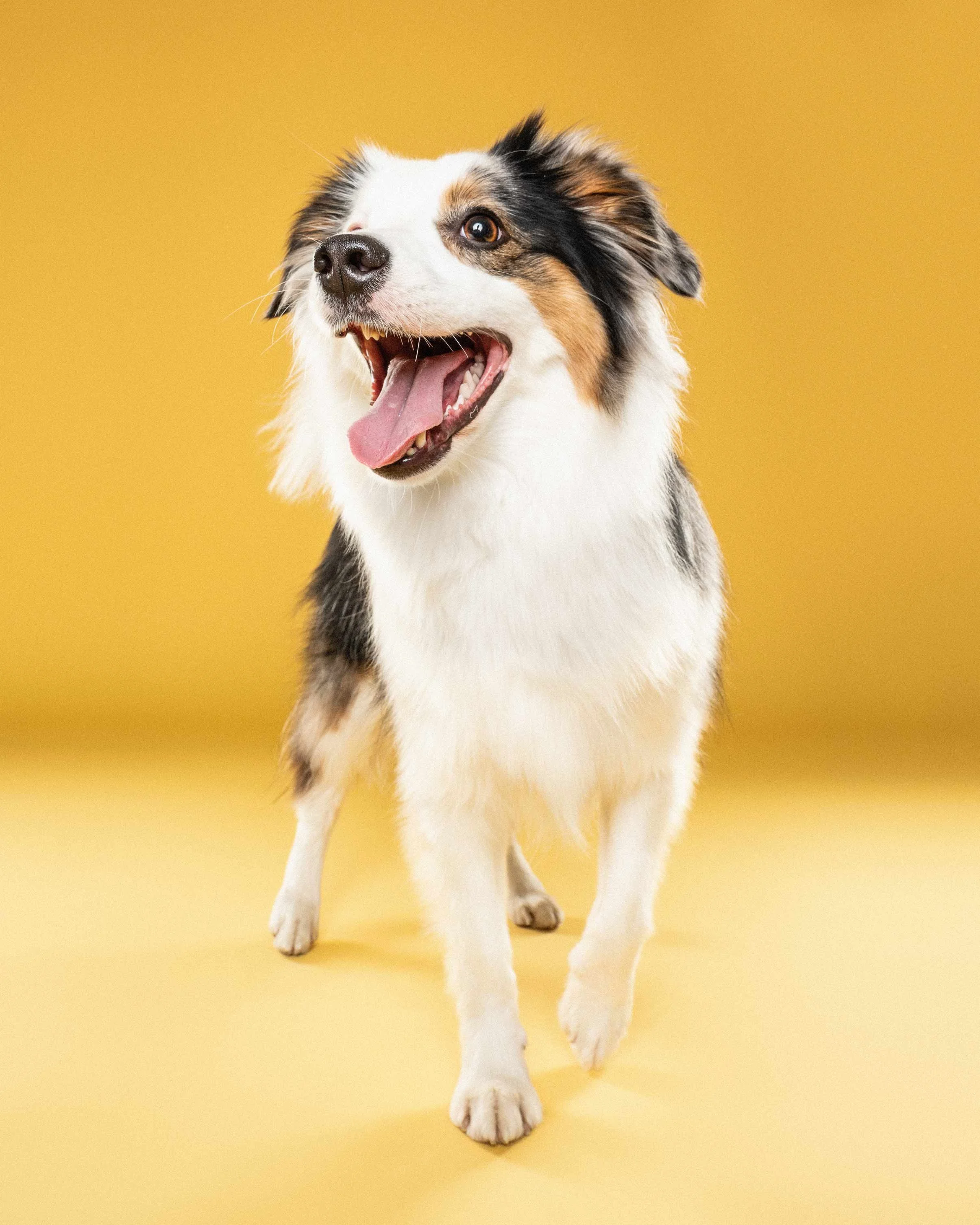Australian Shepherd dog with a happy expression, walking on a yellow background