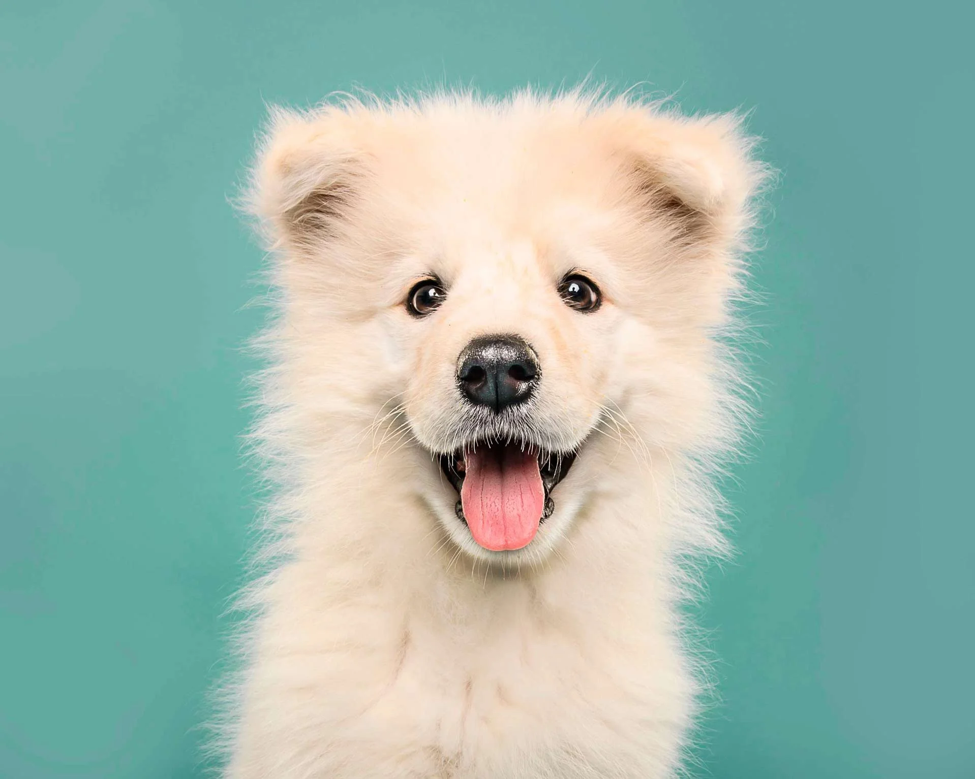 A fluffy white puppy with a black nose and dark eyes, sticking out its tongue, against a teal background.