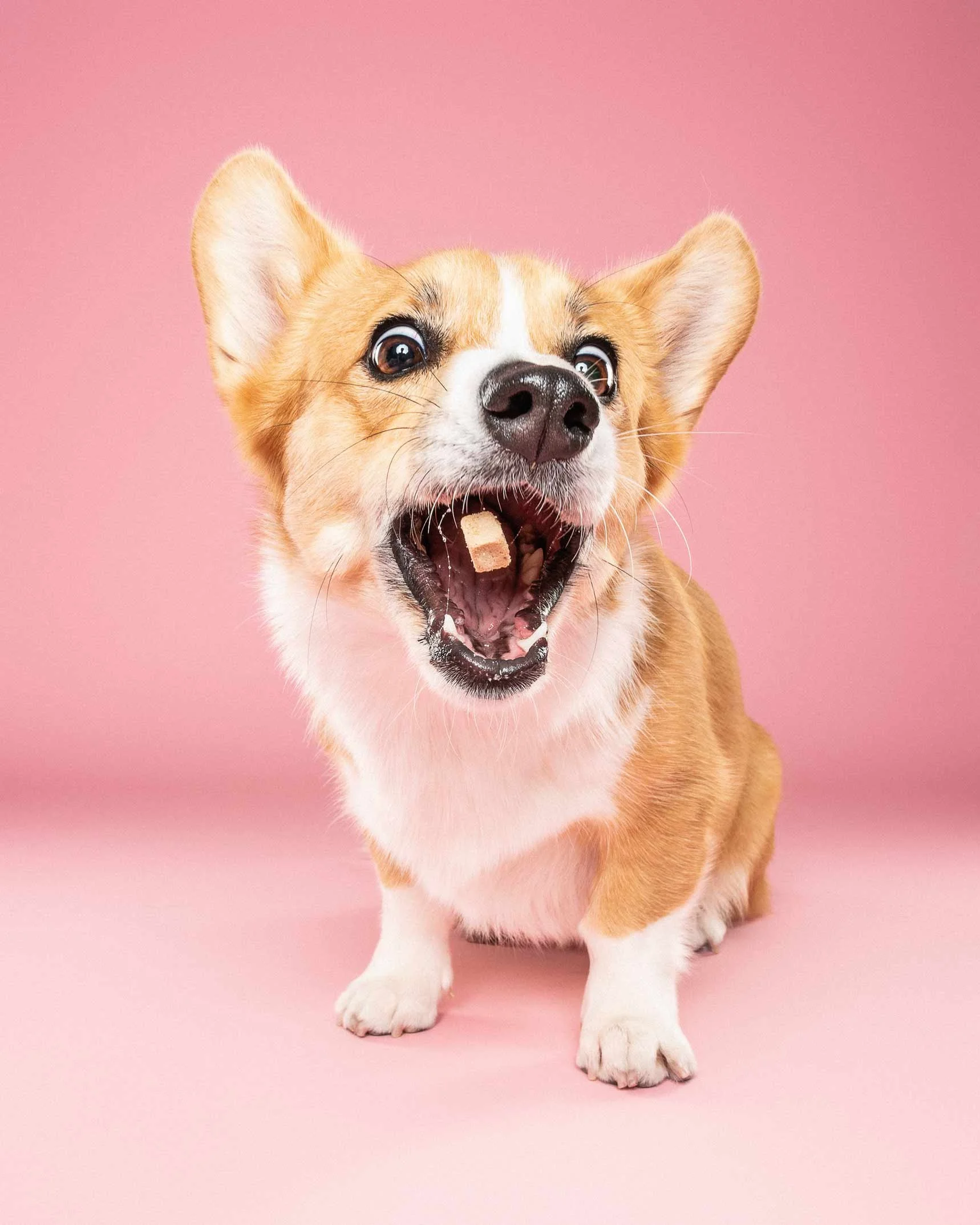 A playful young dog with a tan and white coat, big ears, and expressive eyes, standing on a pink background with a treat in its mouth.