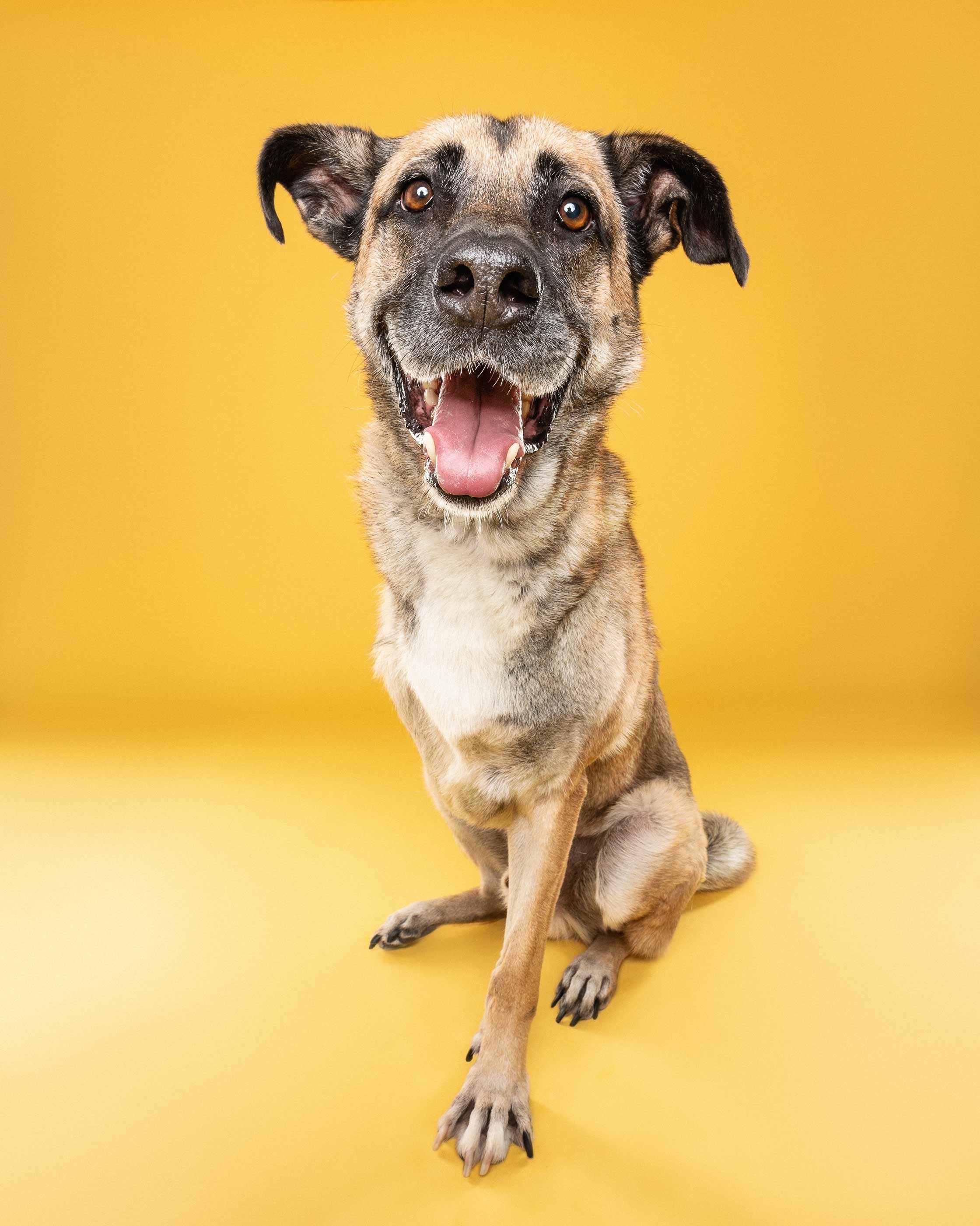 A smiling mixed-breed dog with a tan and black coat, sitting against a yellow background, with one paw crossed over the other.
