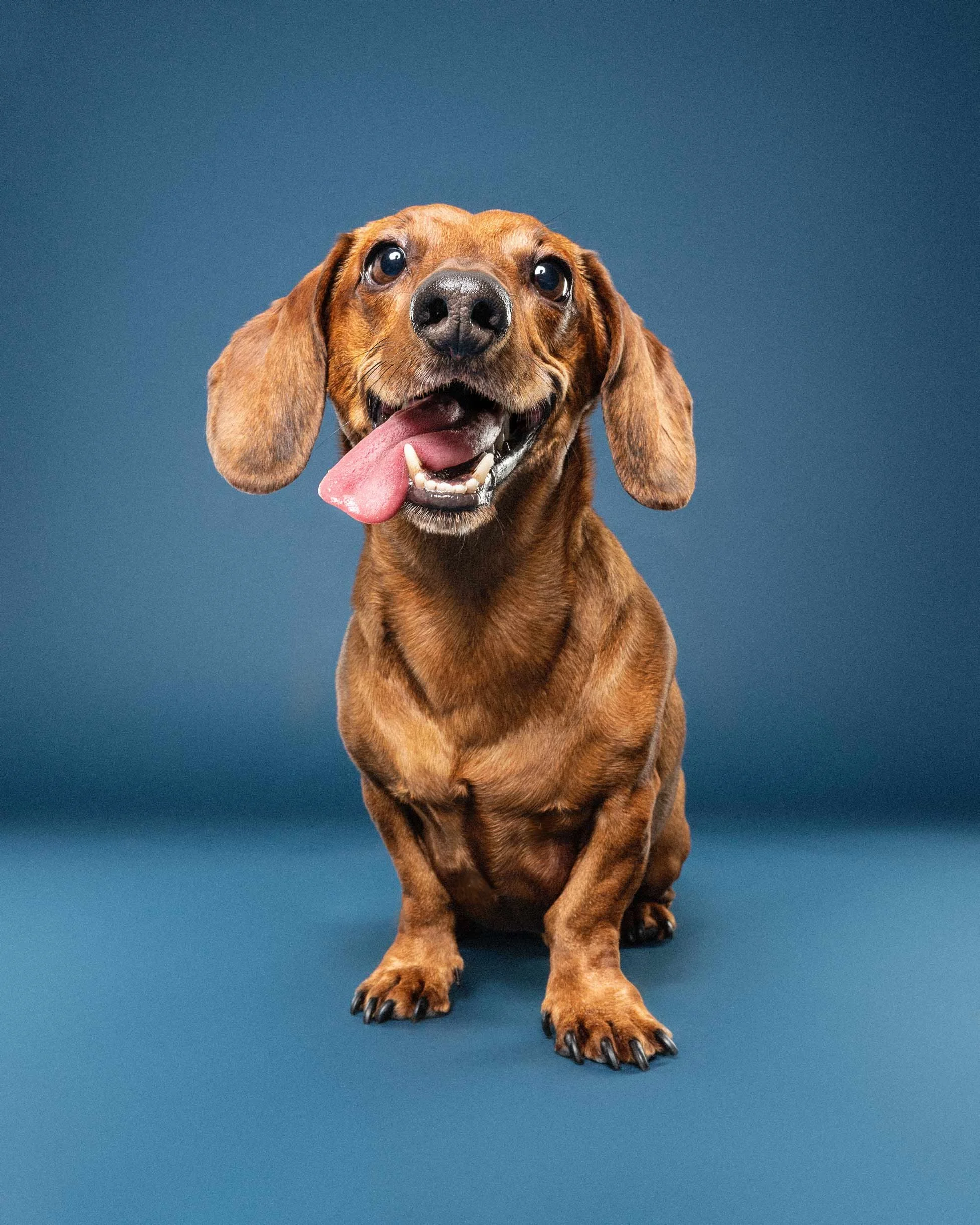 A happy brown dachshund with its mouth open, tongue out, and ears flopping, sitting on a dark blue background.