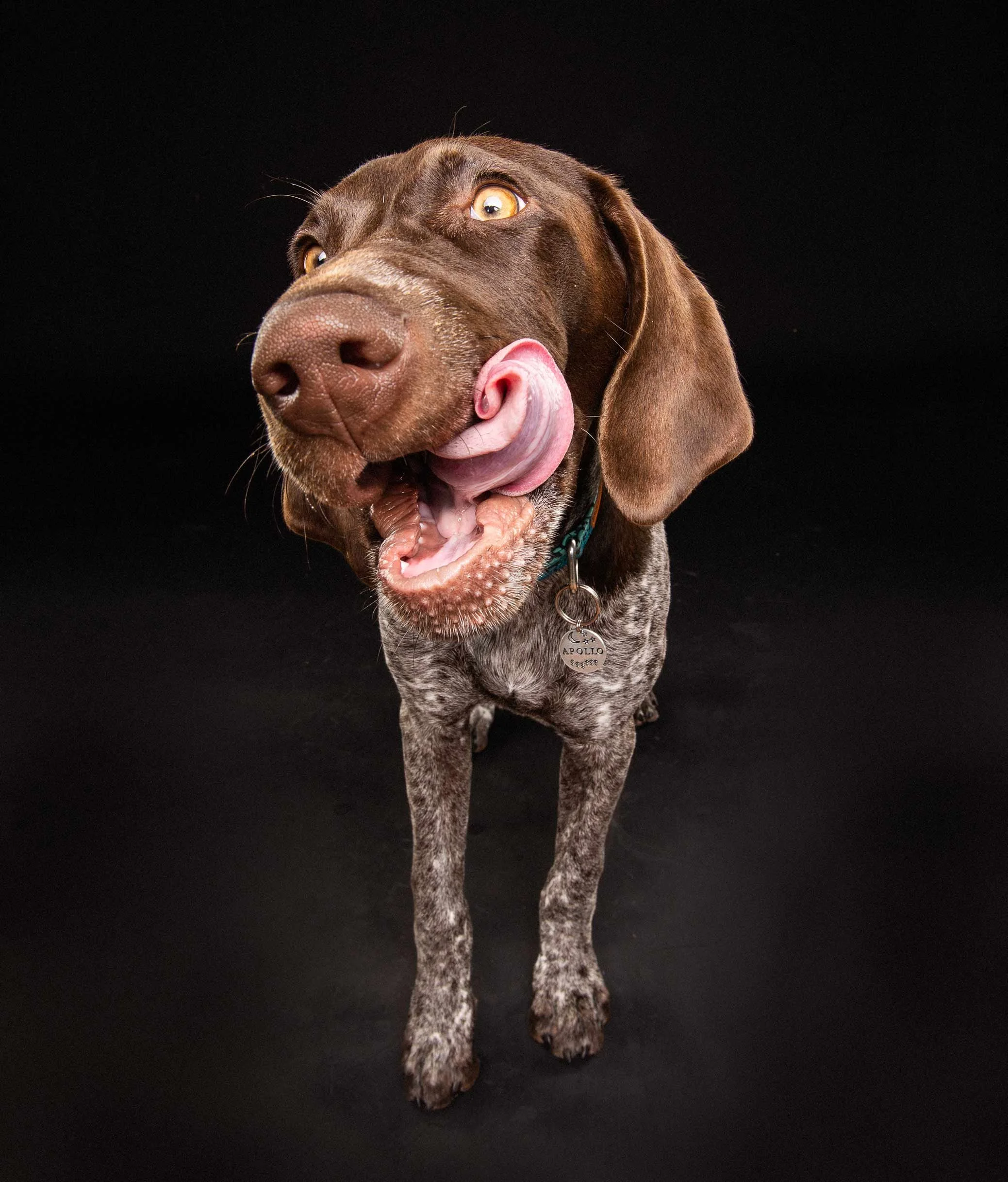 A brown and gray speckled dog with floppy ears, tongue out, and a collar with a round tag that says 'Apollo', standing on a black background.