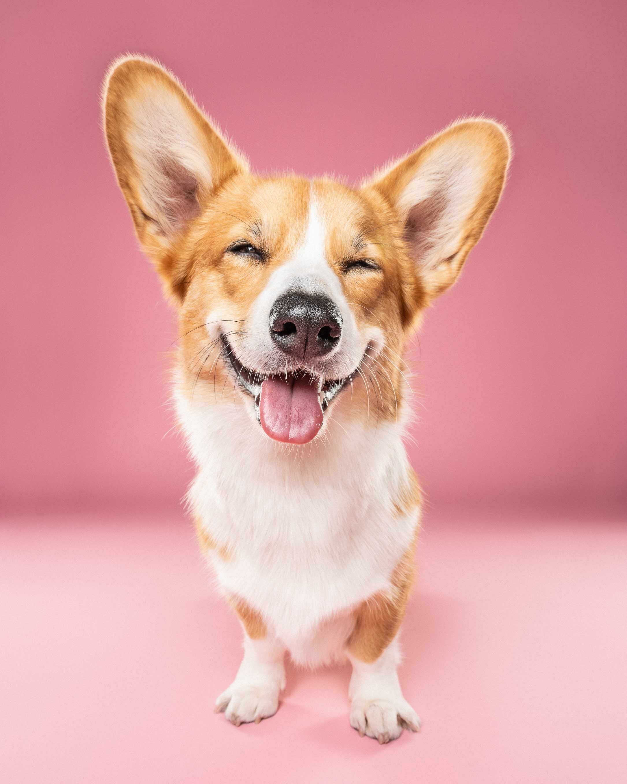 Close-up of a happy, smiling corgi dog with its tongue out, standing against a pink background.
