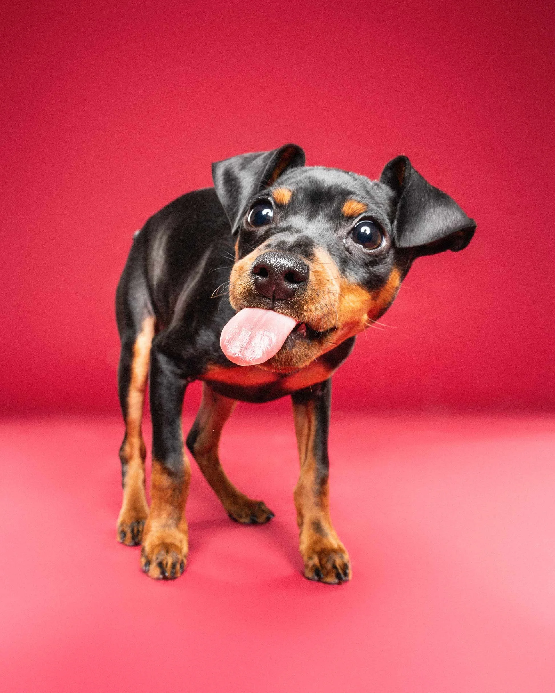 A playful black and tan puppy with its tongue out, standing on a red background.
