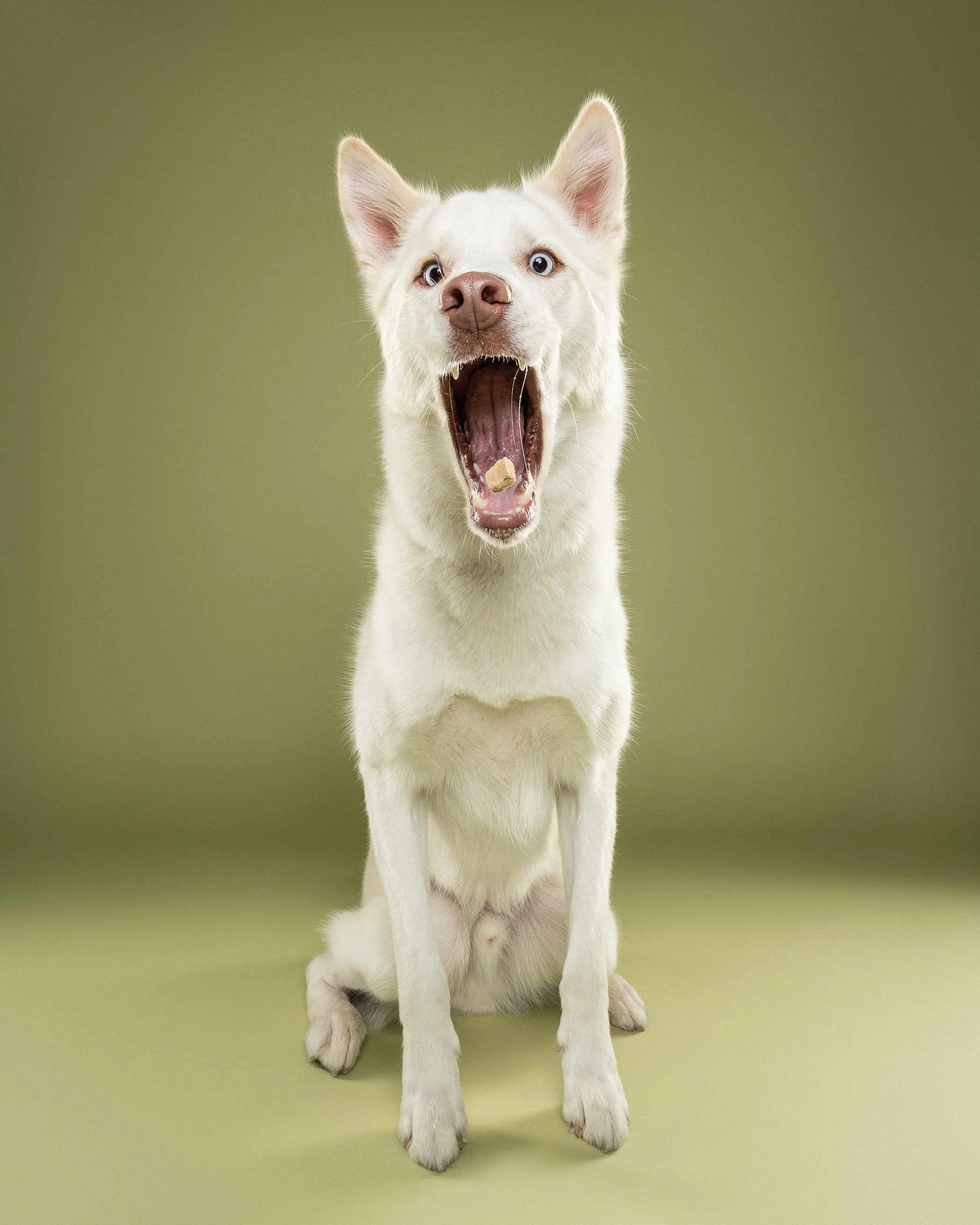 A white puppy with blue eyes sitting on a light green surface against a matching green background, yawning with its mouth open, showing its tongue and teeth.