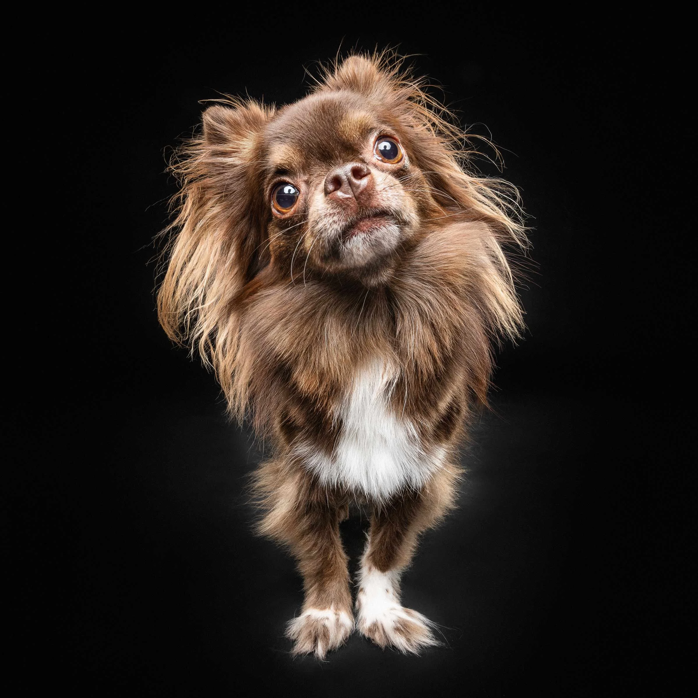 Close-up of a small dog with brown fur and white paws, looking up against a black background.