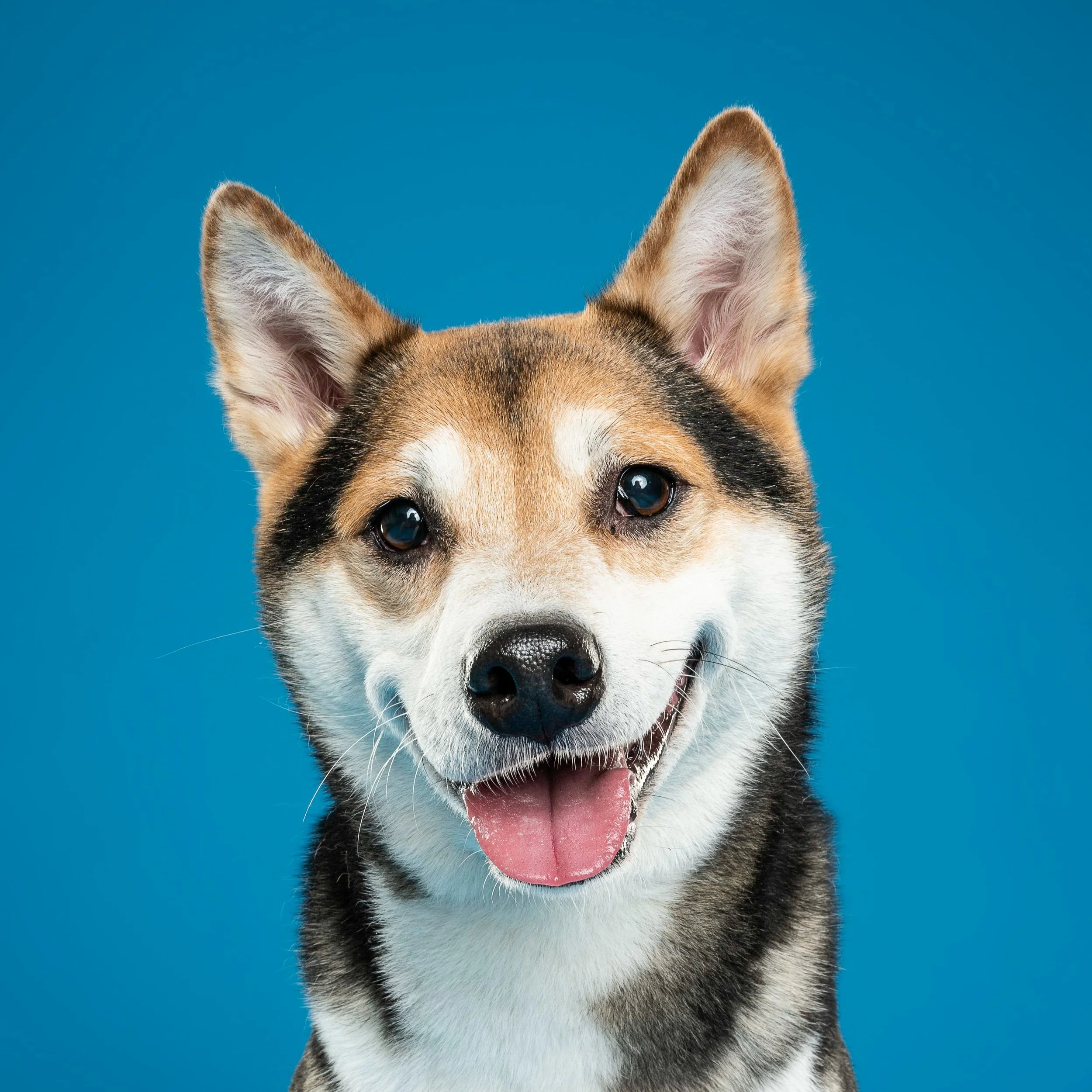 Close-up of a happy Siberian Husky dog's face with tongue out, set against a bright blue background.