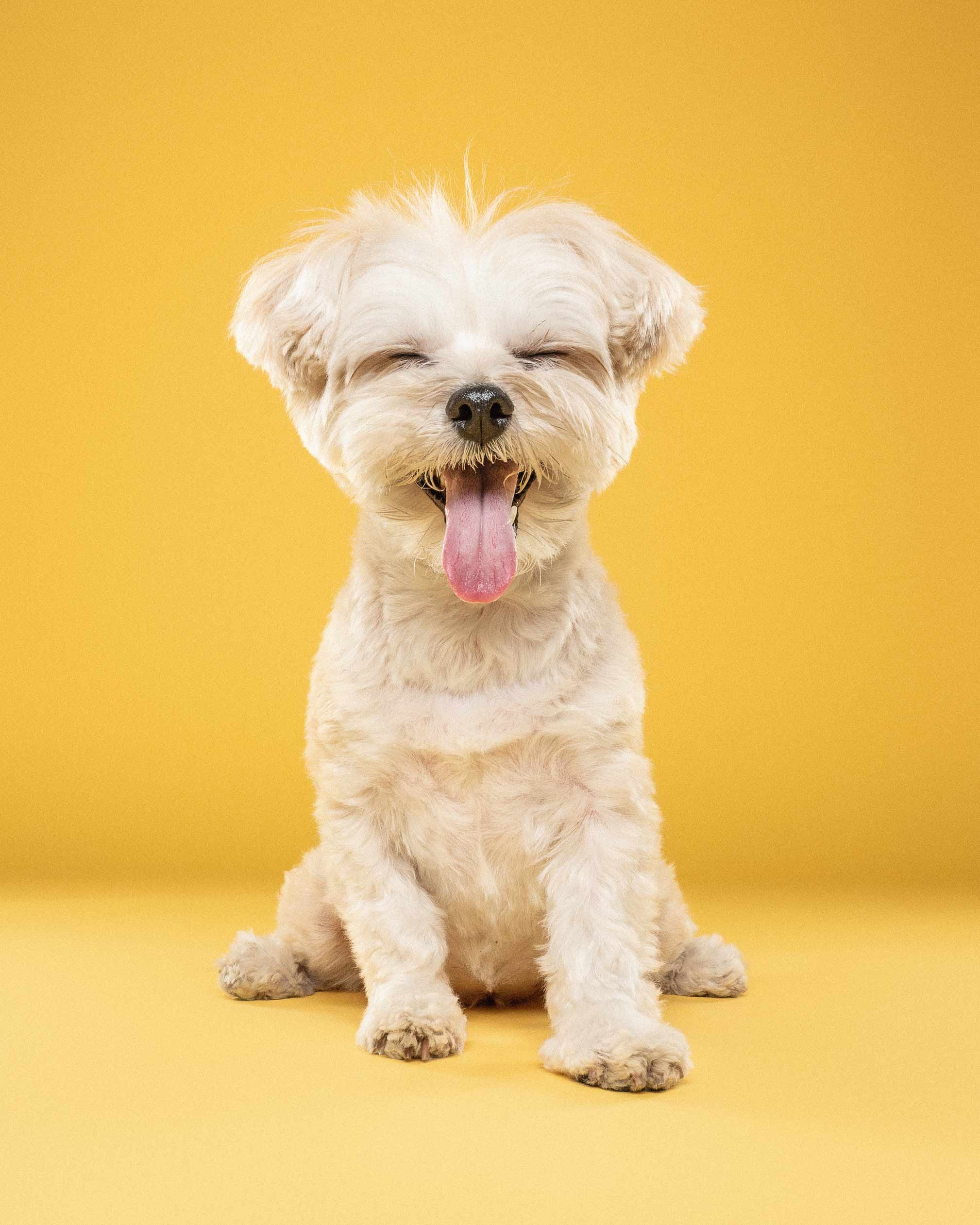 Cute white fluffy puppy sitting on yellow background, yawning with eyes closed and tongue out.