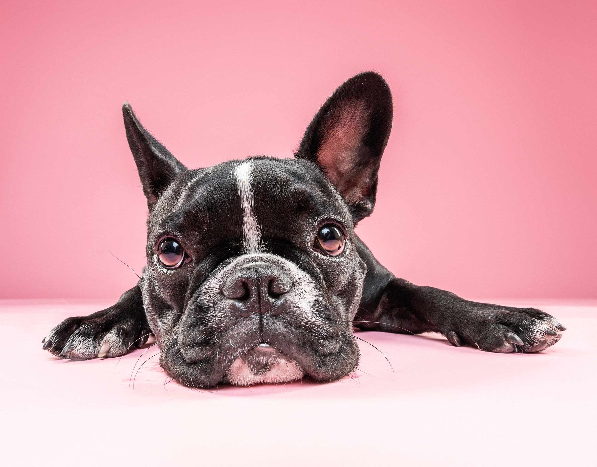 A black and white Boston Terrier puppy lying on a pink surface with a pink background, with one ear standing upright and the other flopped over.