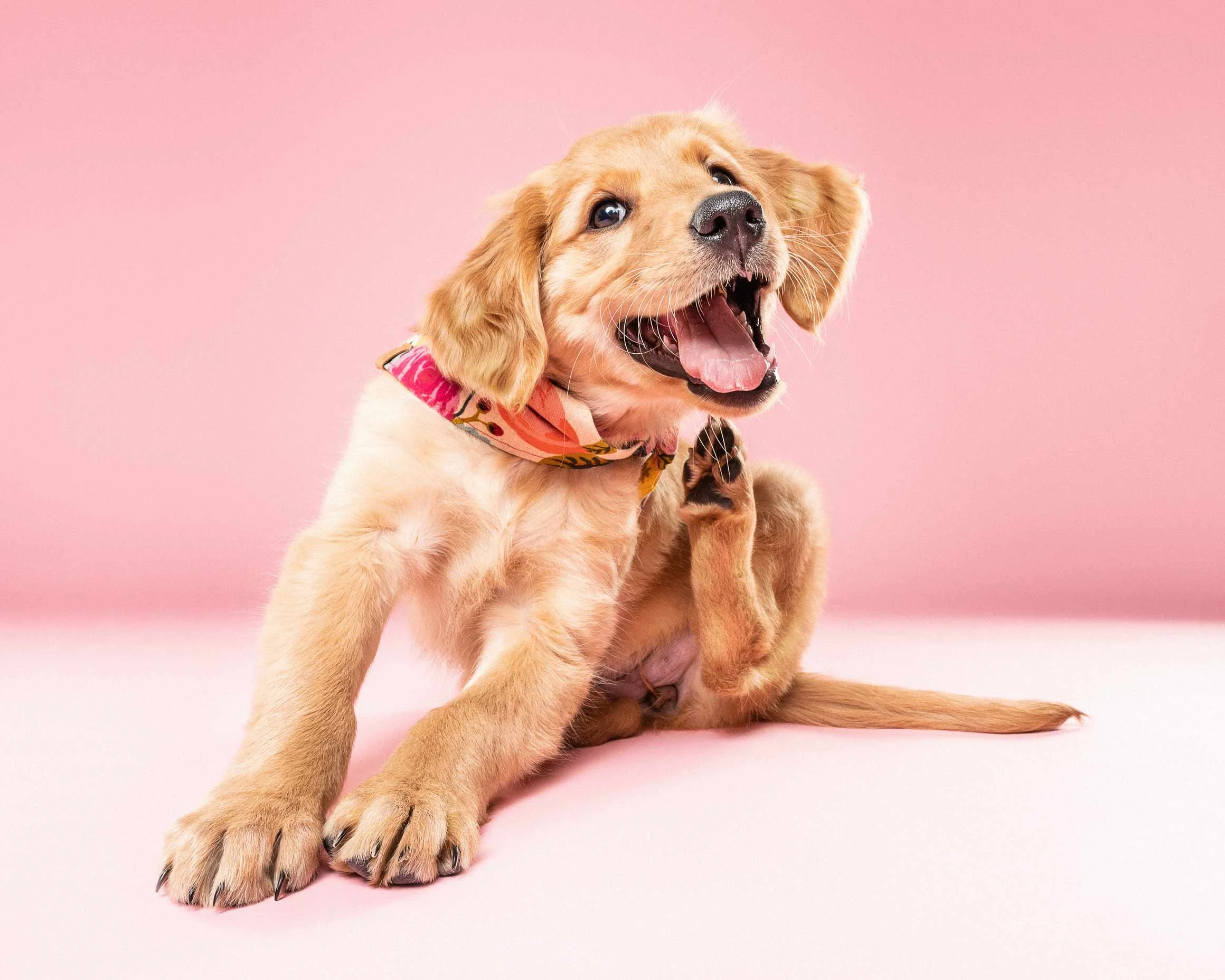 A adorable golden retriever puppy with brown eyes and a pink patterned bandana around its neck sitting against a pink background.
