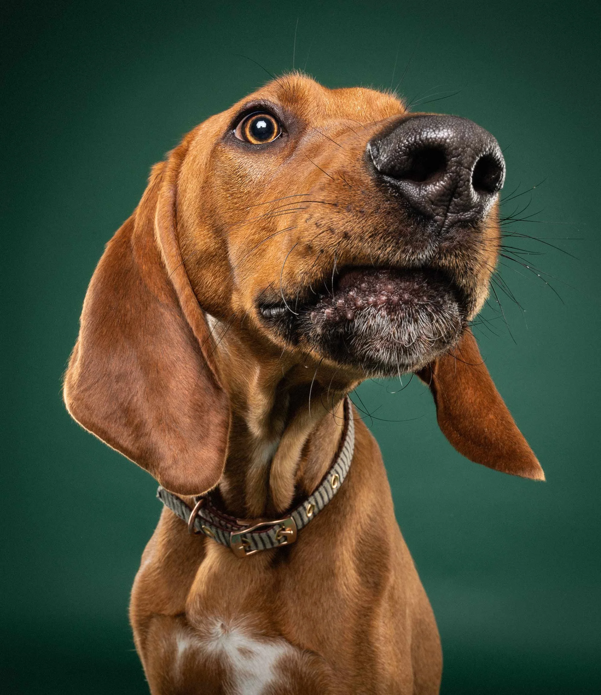 Close-up of a brown dog with a black nose, wearing a striped collar, against a dark green background.