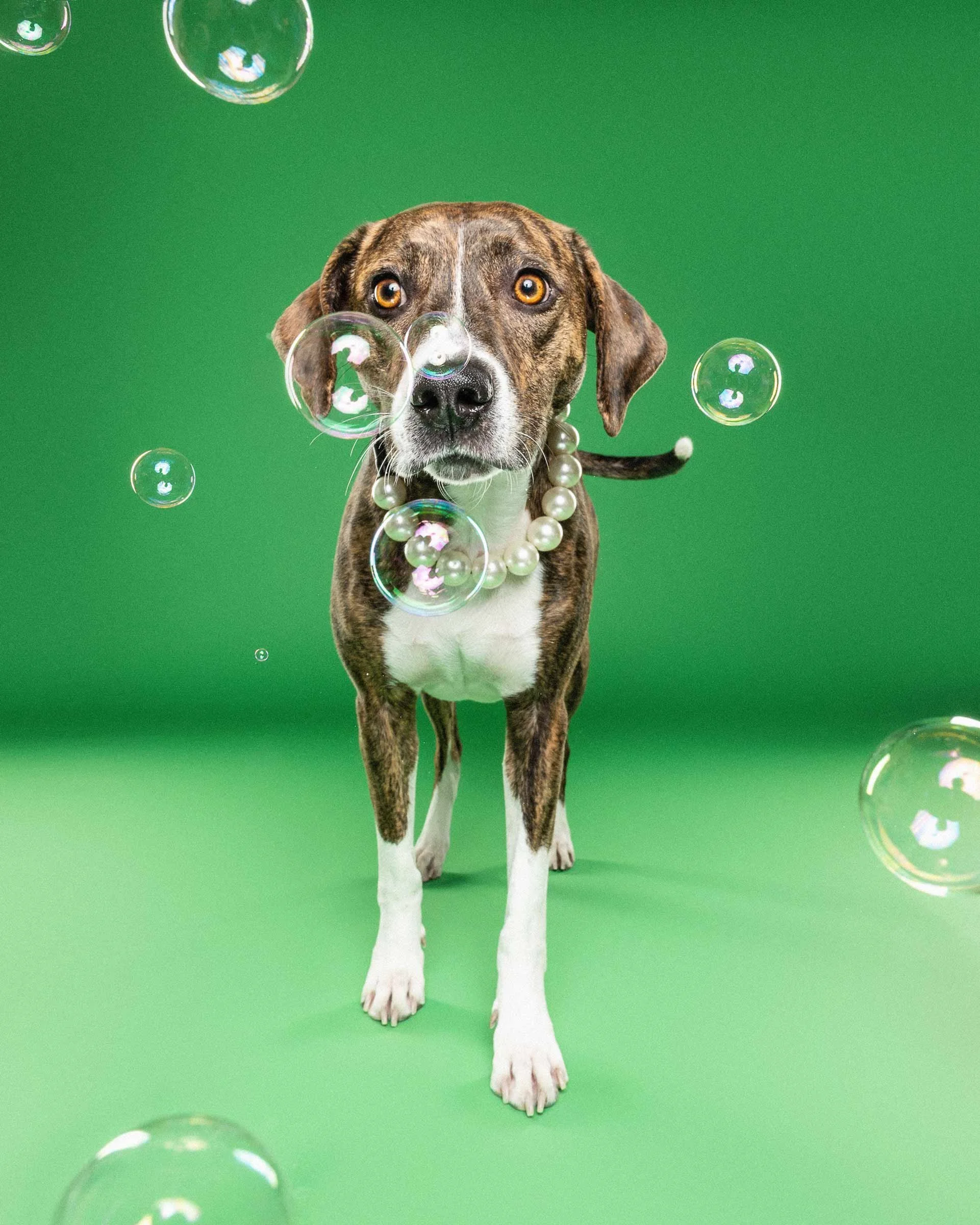 A brindle-colored dog with amber eyes wearing a pearl necklace, standing against a green background, surrounded by floating soap bubbles.
