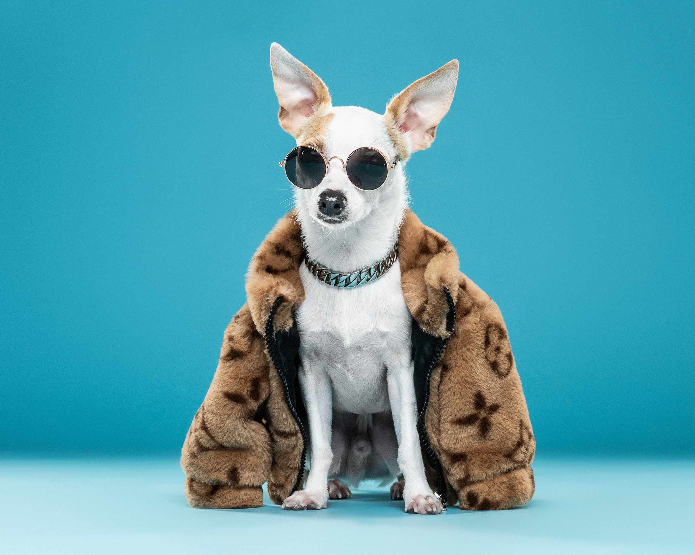 A small dog wearing sunglasses and a furry jacket, standing against a teal background.