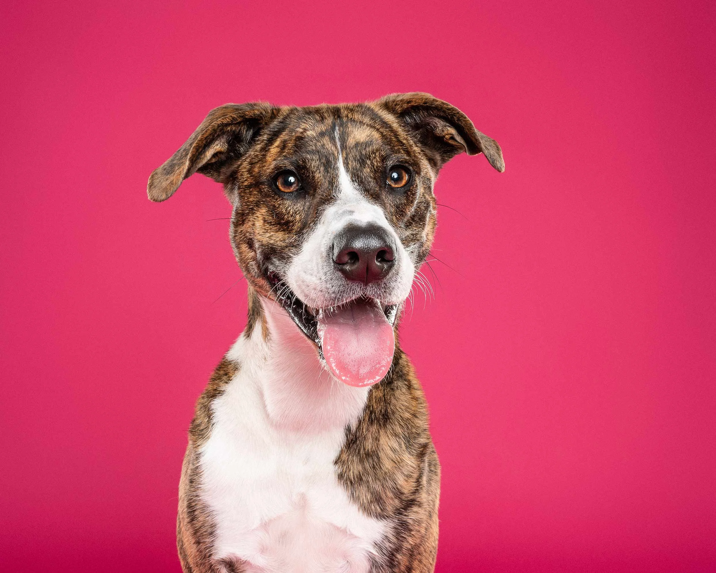 A happy brindle and white dog with its tongue hanging out, set against a pink background.