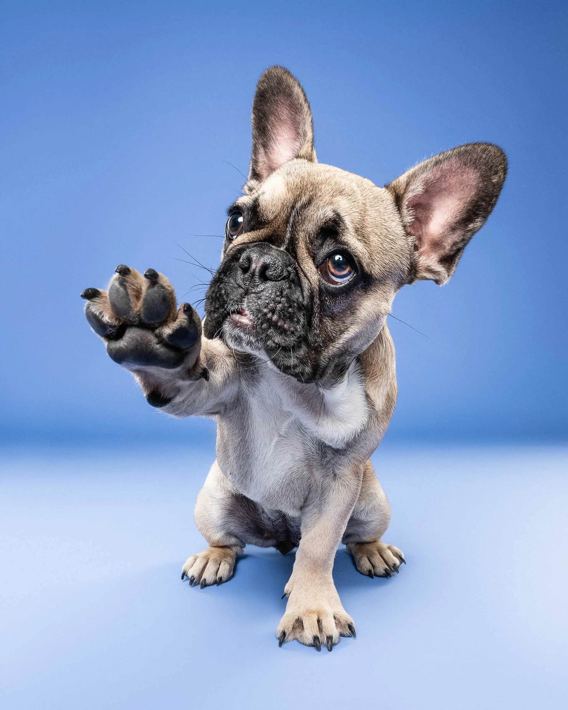 French Bulldog puppy with one paw raised, sitting on a blue surface against a blue background.