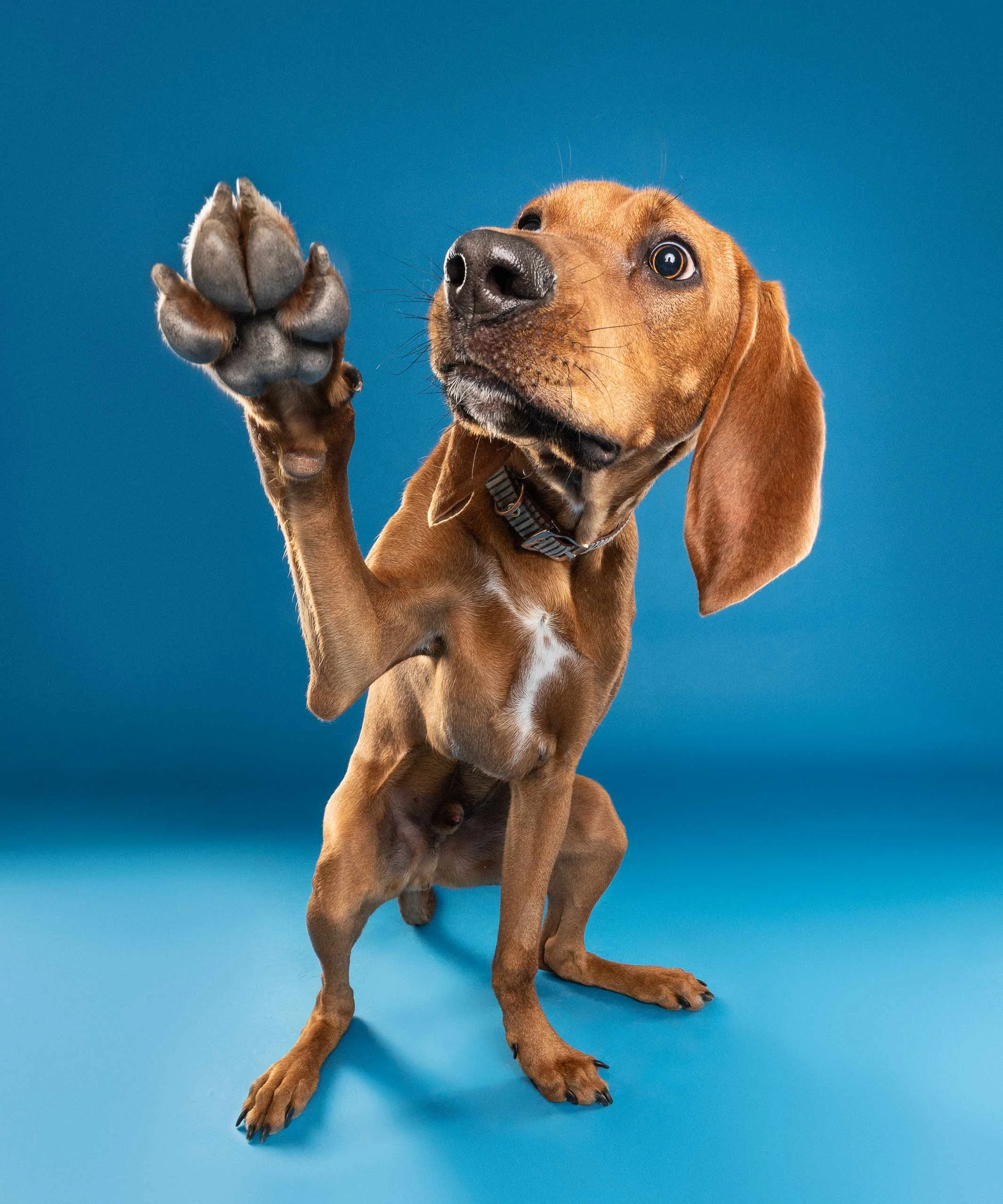 A brown dog with floppy ears sitting on a blue background, holding its paw up.