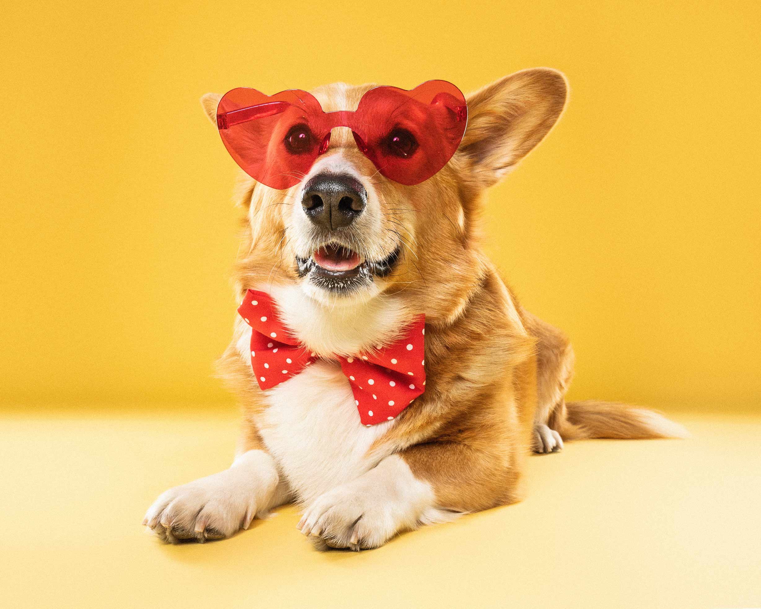 A cute dog wearing red heart-shaped sunglasses and a red polka dot bow tie, sitting against a yellow background.