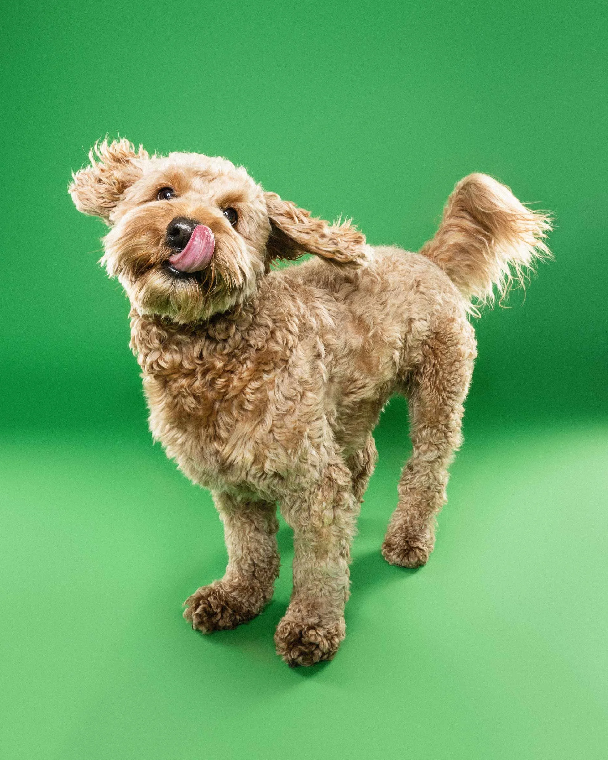 A light brown, curly haired dog with floppy ears and a black nose, tilting its head and licking its nose, standing on a green background.
