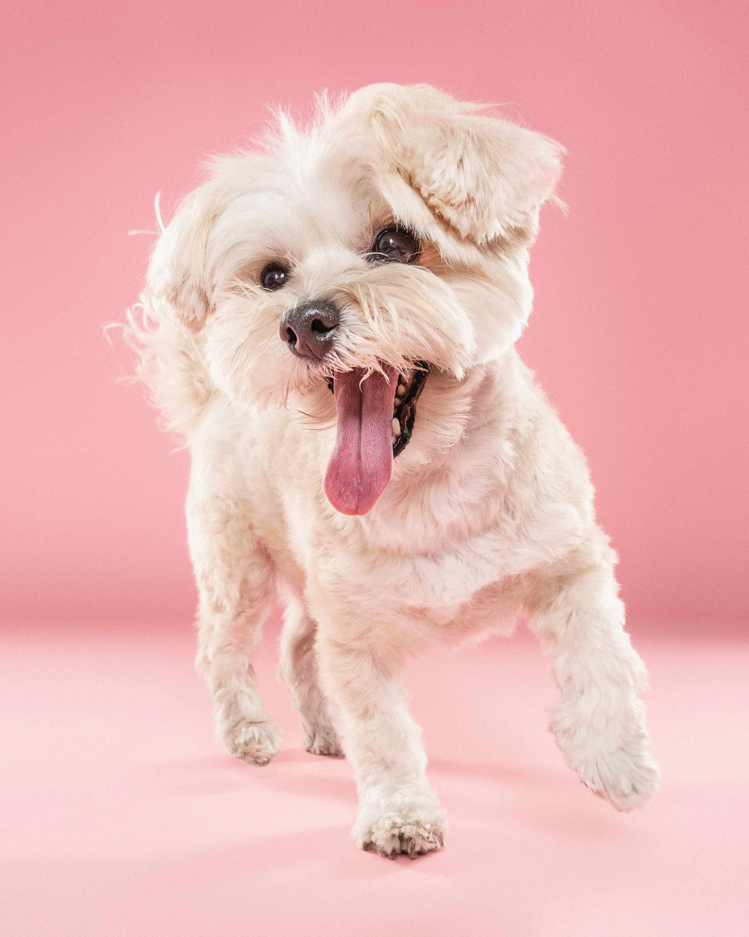 A fluffy white dog with one ear raised, yawning, standing on a pink background.