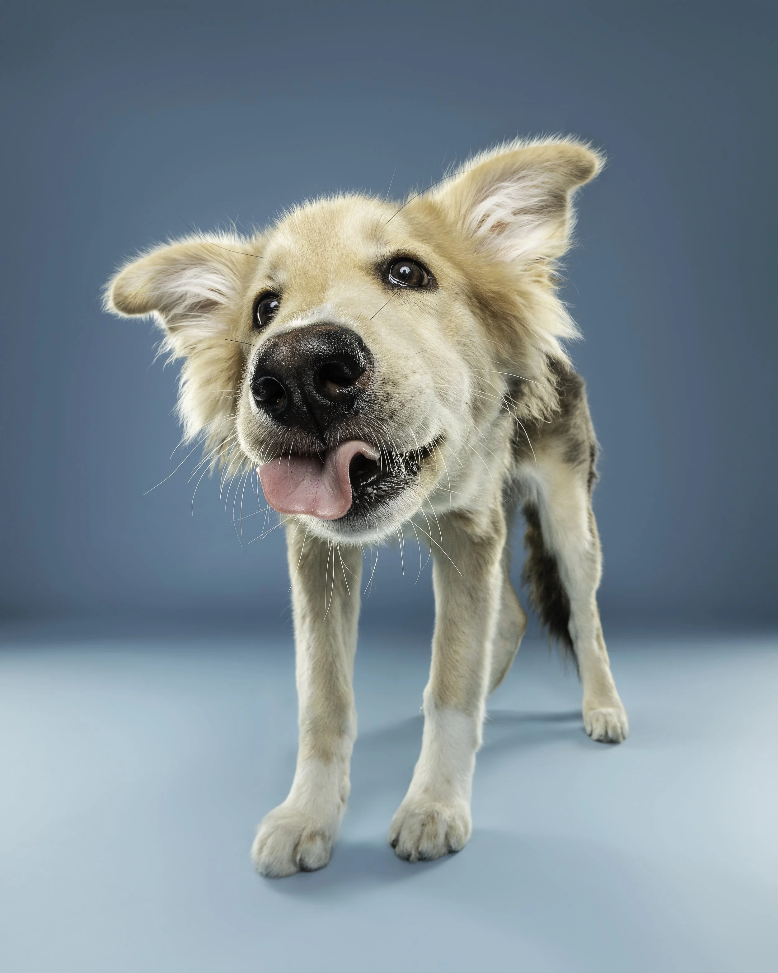 Close-up of a youth's golden retriever puppy with tongue out, standing on a teal background.