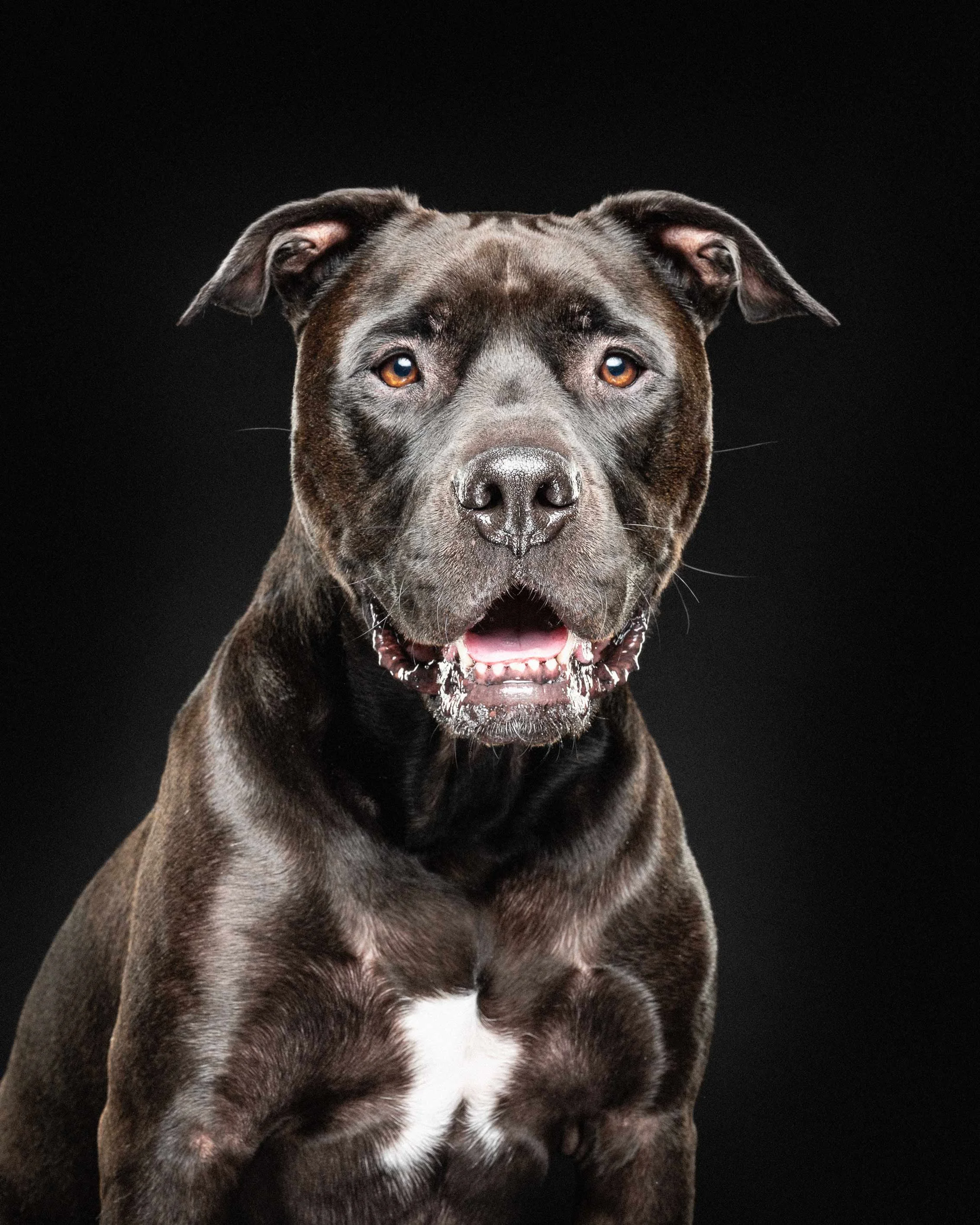 Close-up view of a black and gray brindle dog with amber eyes, sitting against a black background.