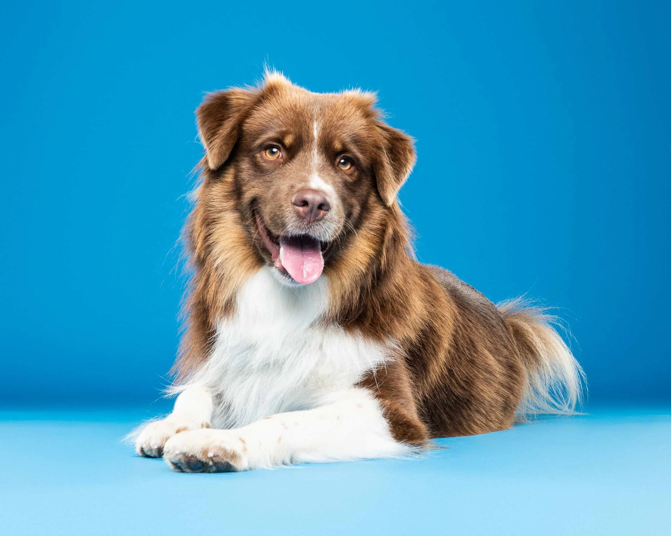 A happy brown and white Australian Shepherd dog with hazel eyes lying on a blue surface with a plain blue background.