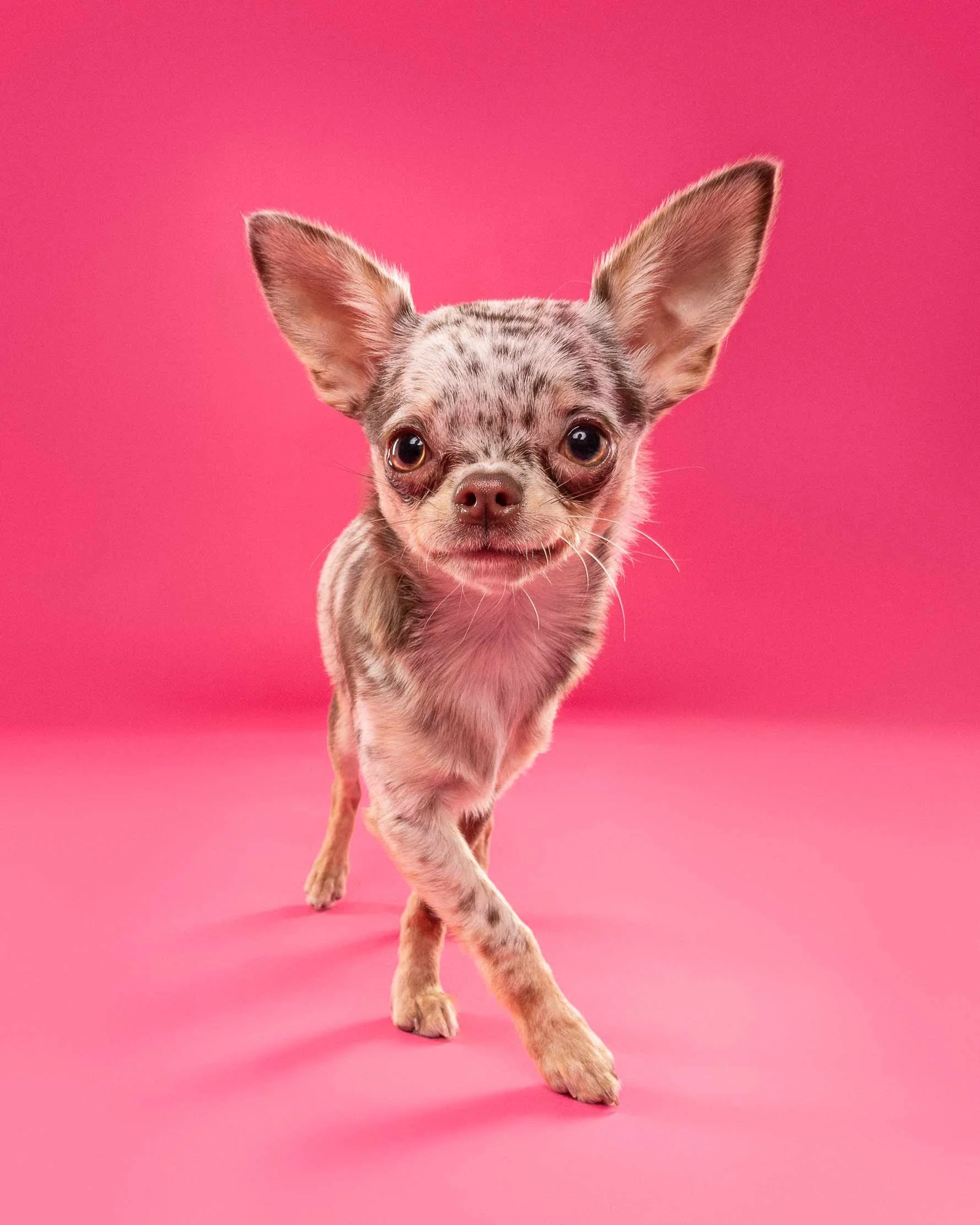 A small dog with a speckled coat, large ears, and bright eyes walking in front of a pink background.