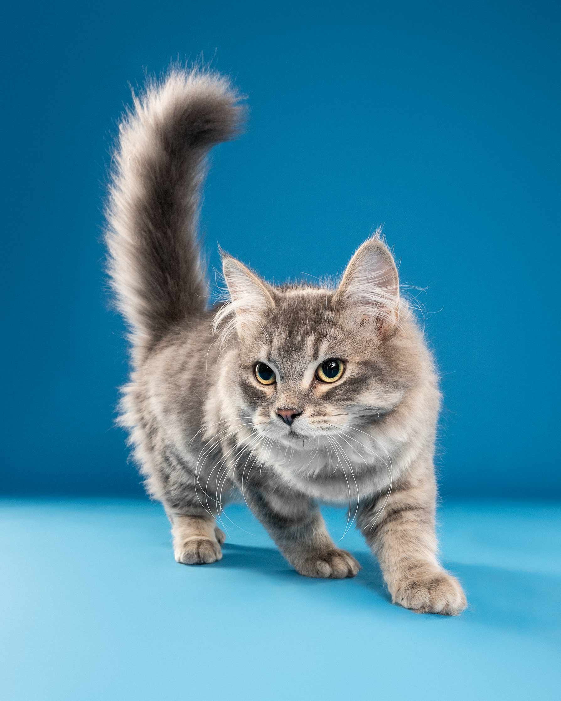 A gray tabby cat walking on a blue surface with a matching blue background, showing only the upper part of its body, tail raised, and face with green eyes.