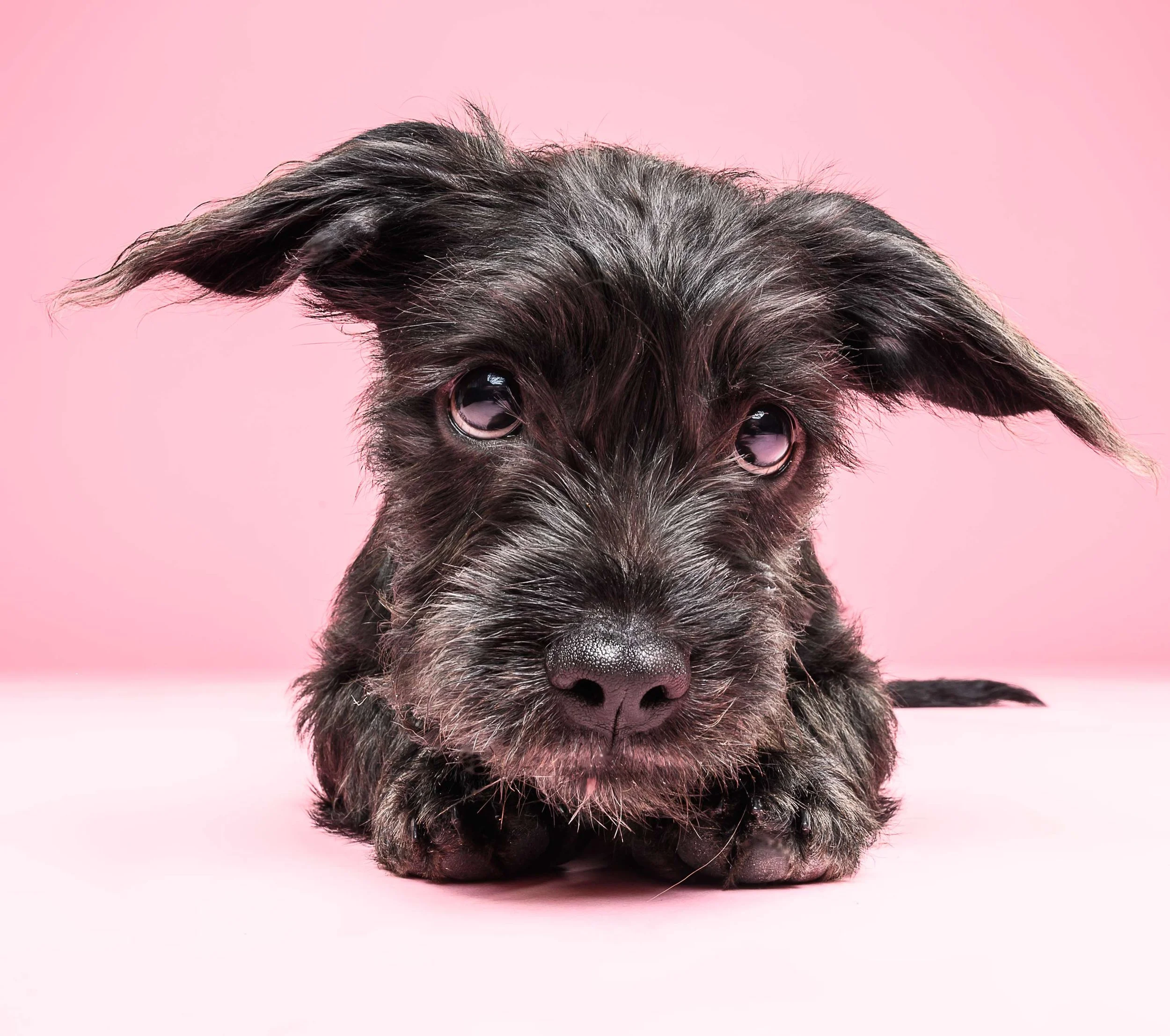 Close-up of a small black dog with big eyes and fluffy fur against a pink background.