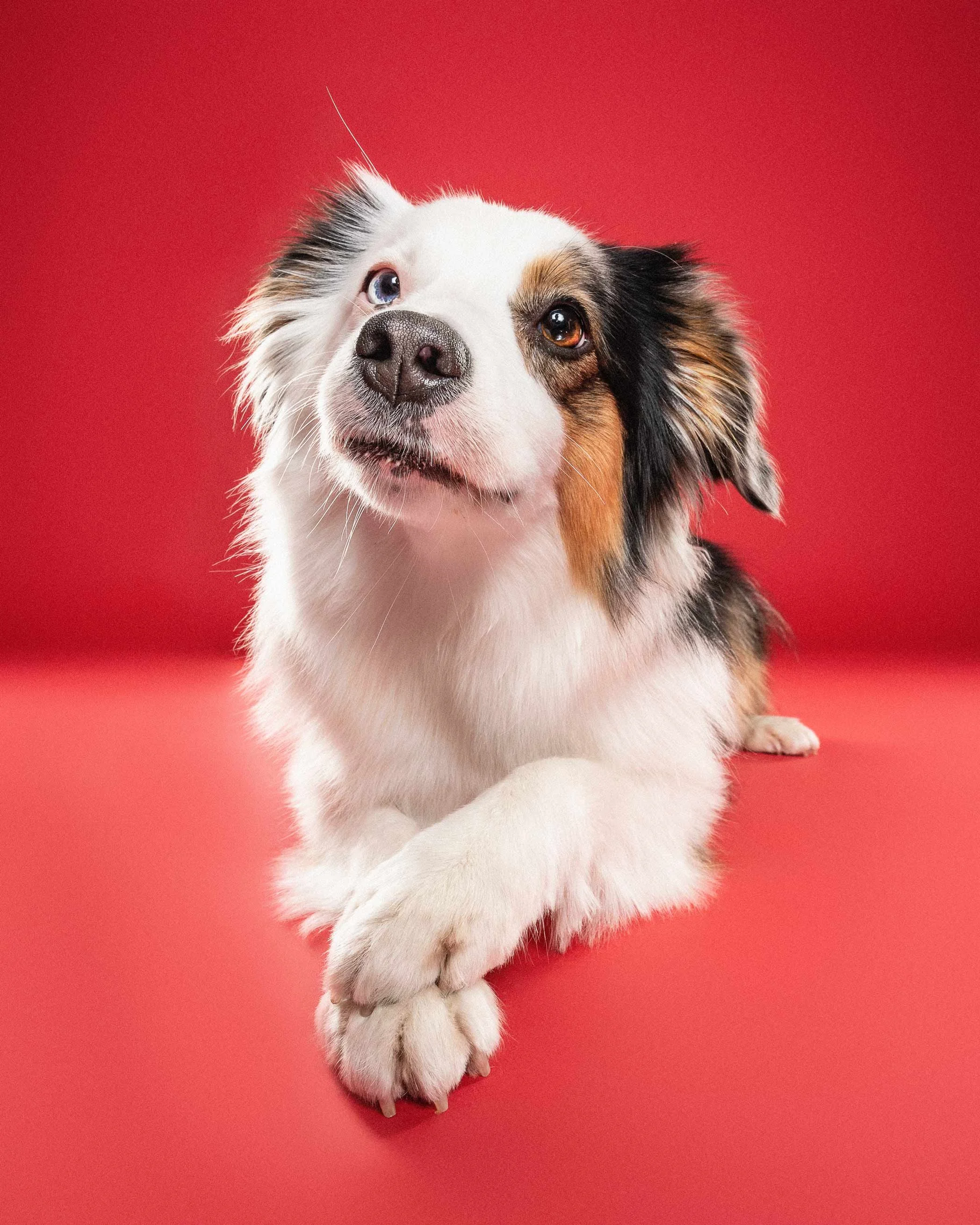 Adorable Australian Shepherd puppy with one blue eye and one brown eye, lying on a red background.
