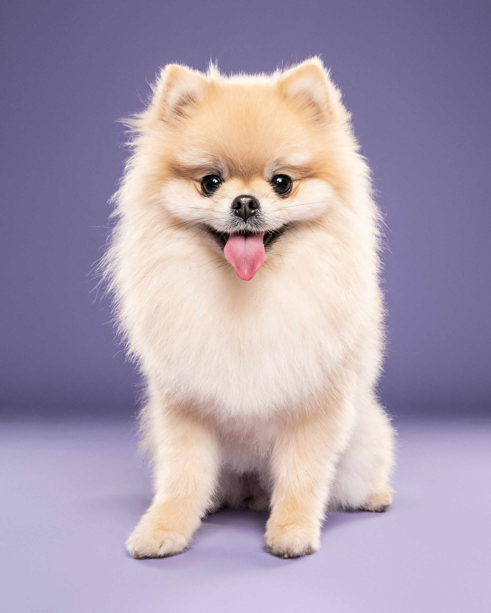A fluffy, cream-colored Pomeranian puppy with a happy expression, tongue out, standing against a purple background.