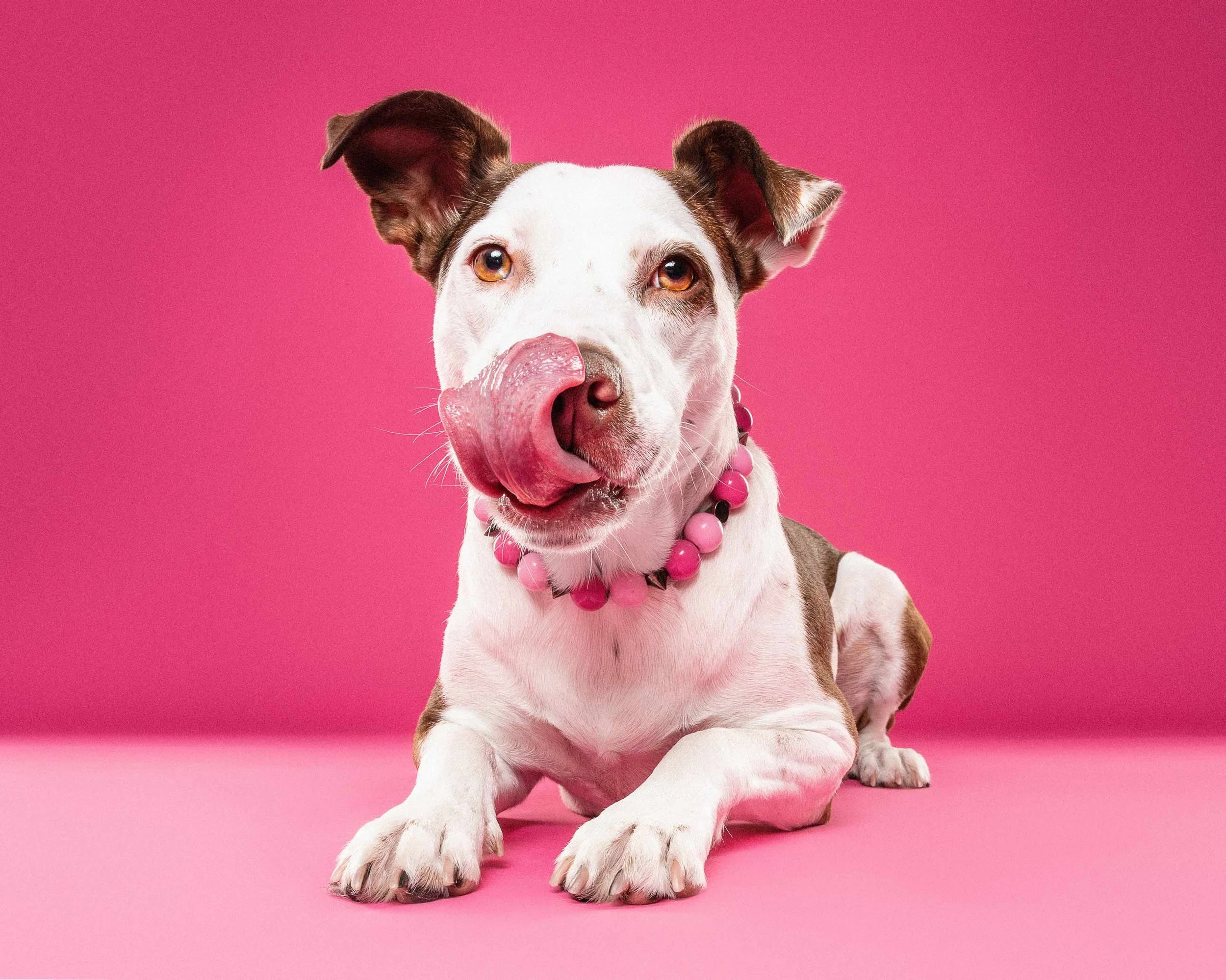 A white and brown dog with one ear flopped and the other standing, sitting against a pink background, licking its nose, wearing a pink bead necklace.