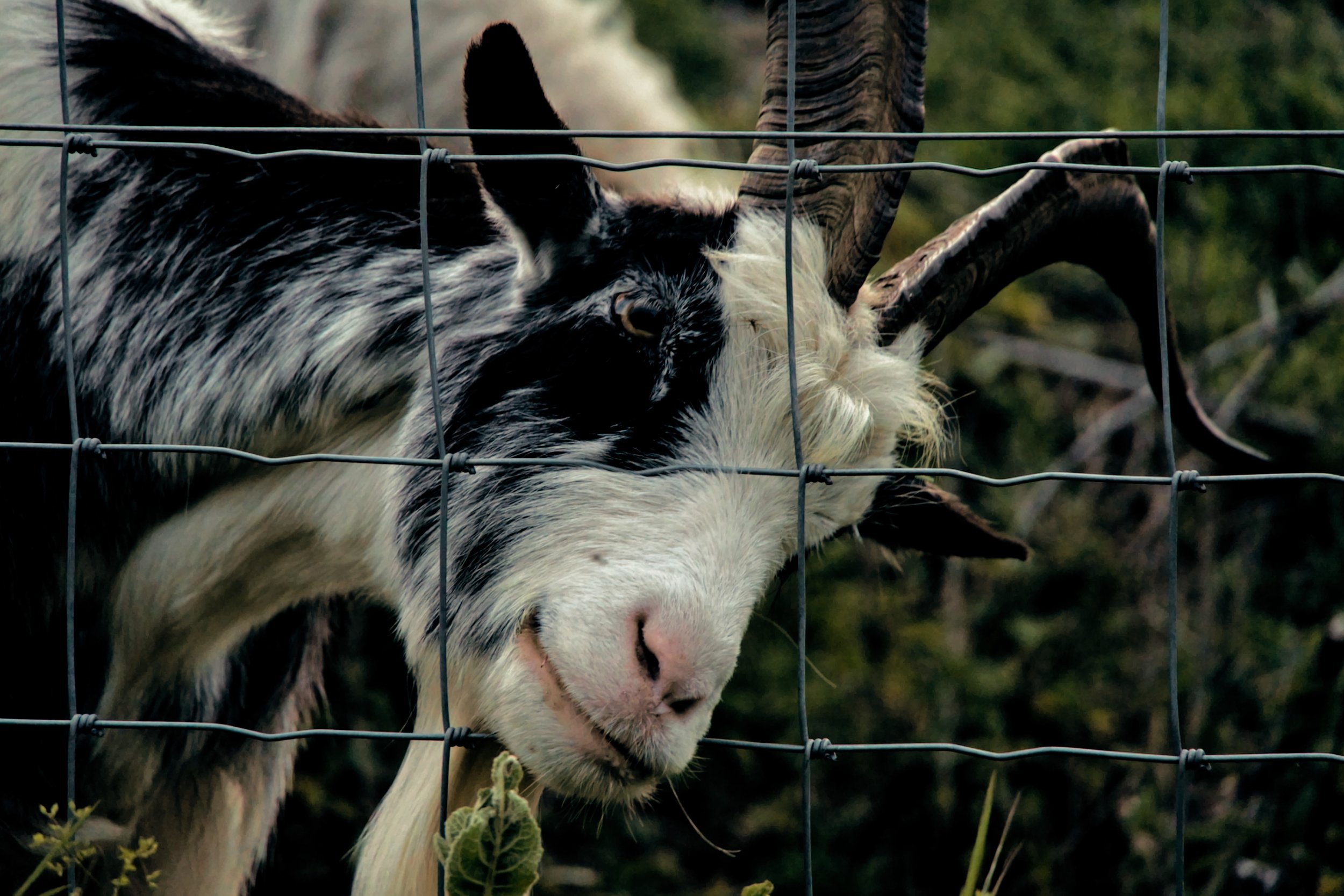 goats_1.19.1 (2).jpeg