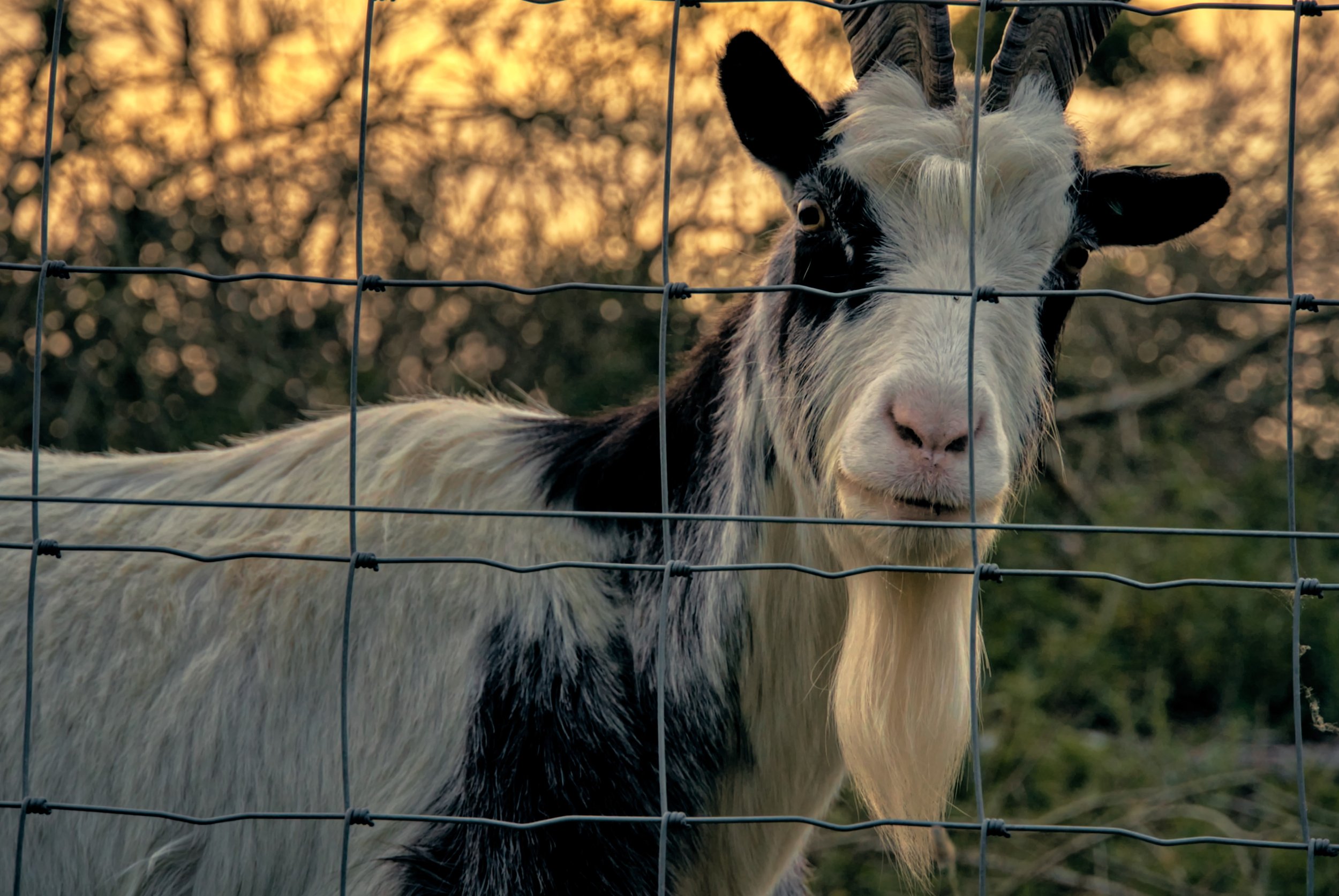 goats_1.4.1 (2).jpg